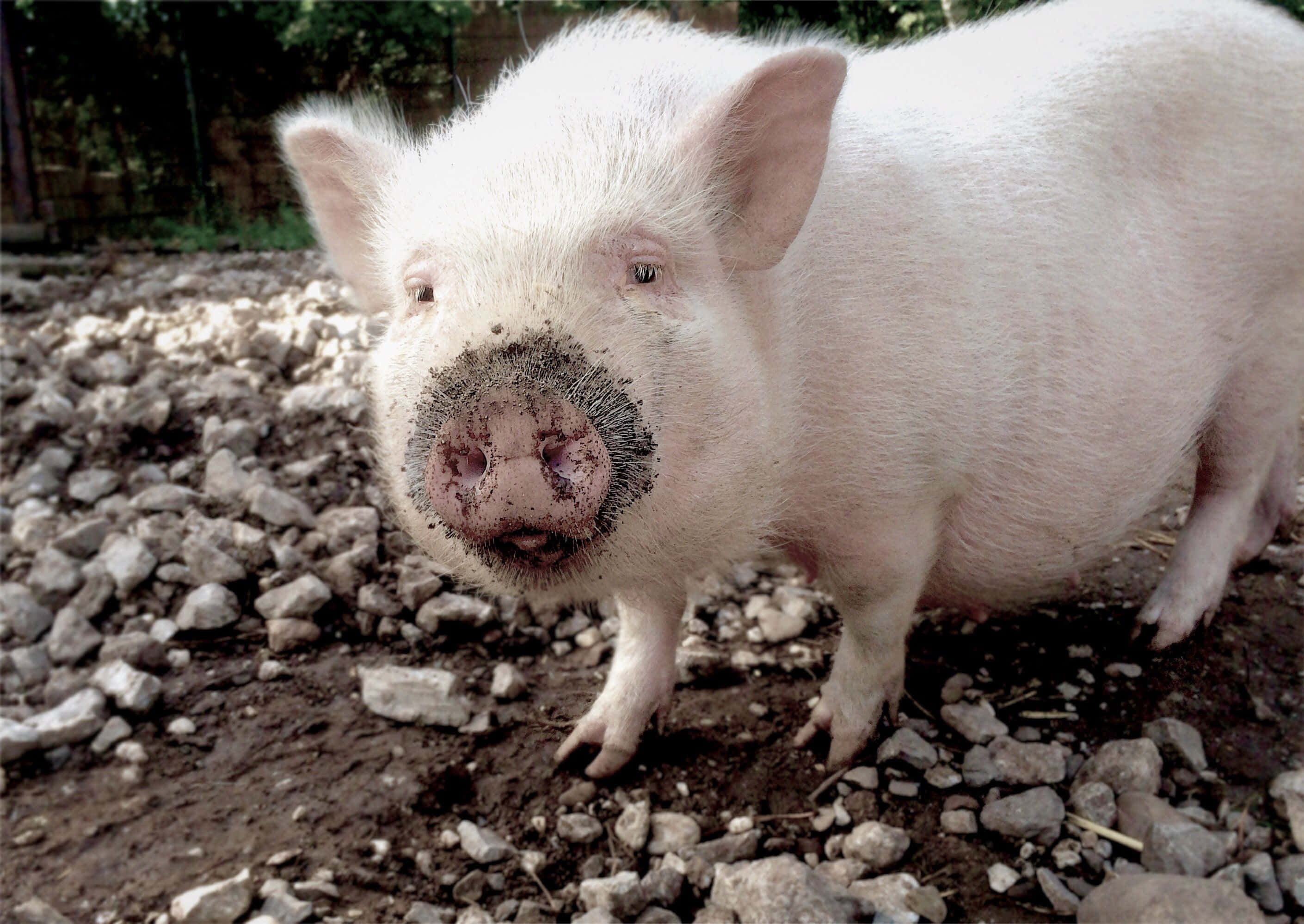 Kilalanin si Peppa, ang Pinaka-Cute na Baboy sa Bukid Wallpaper