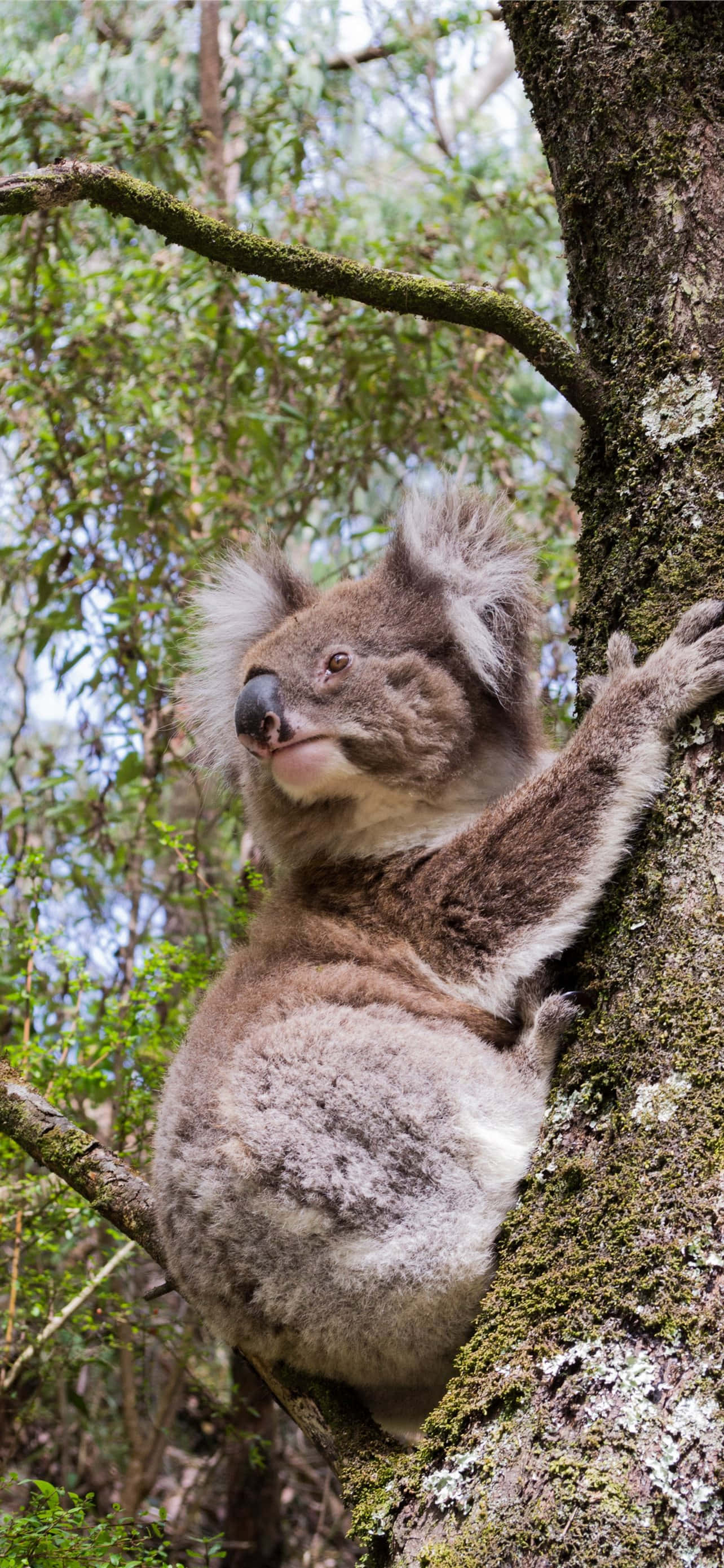 “Koala na Nagpapakain sa Tanghaliang Tanghalian” Wallpaper