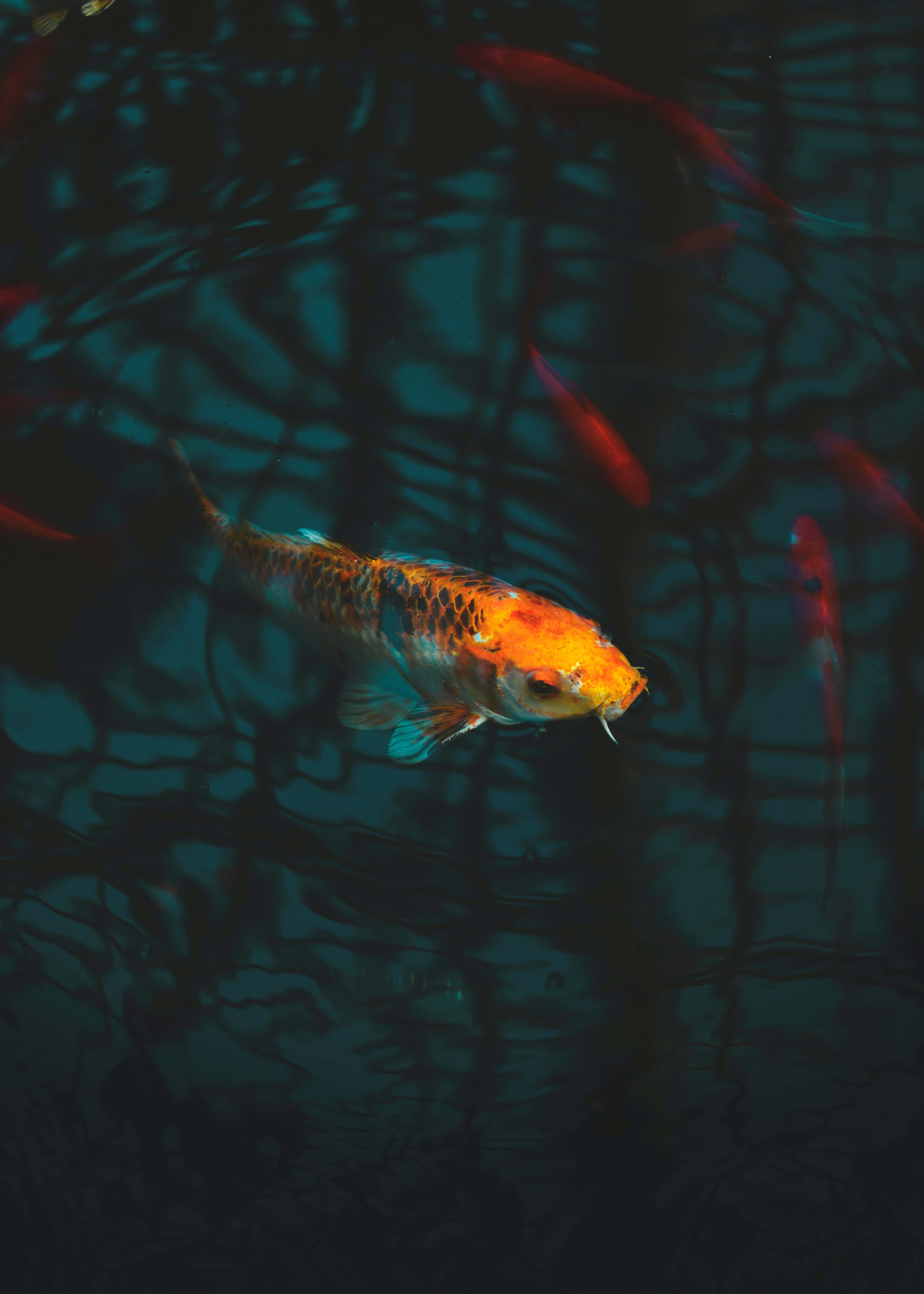 koi fish na lumalangoy sa pond na may madilim na tubig Wallpaper