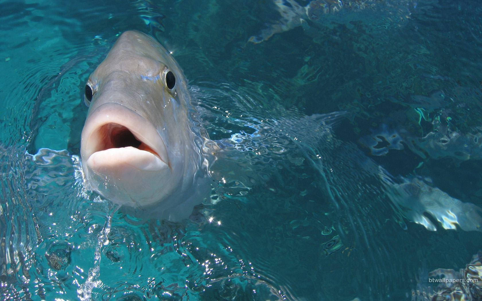 Kulay Abong Isda Wallpaper