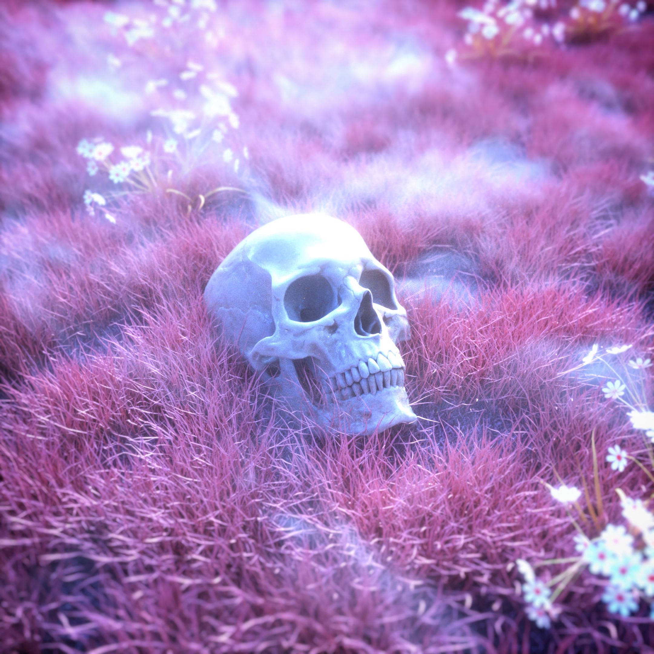 Kulay Rosas na Bungo ng Skeleton Wallpaper