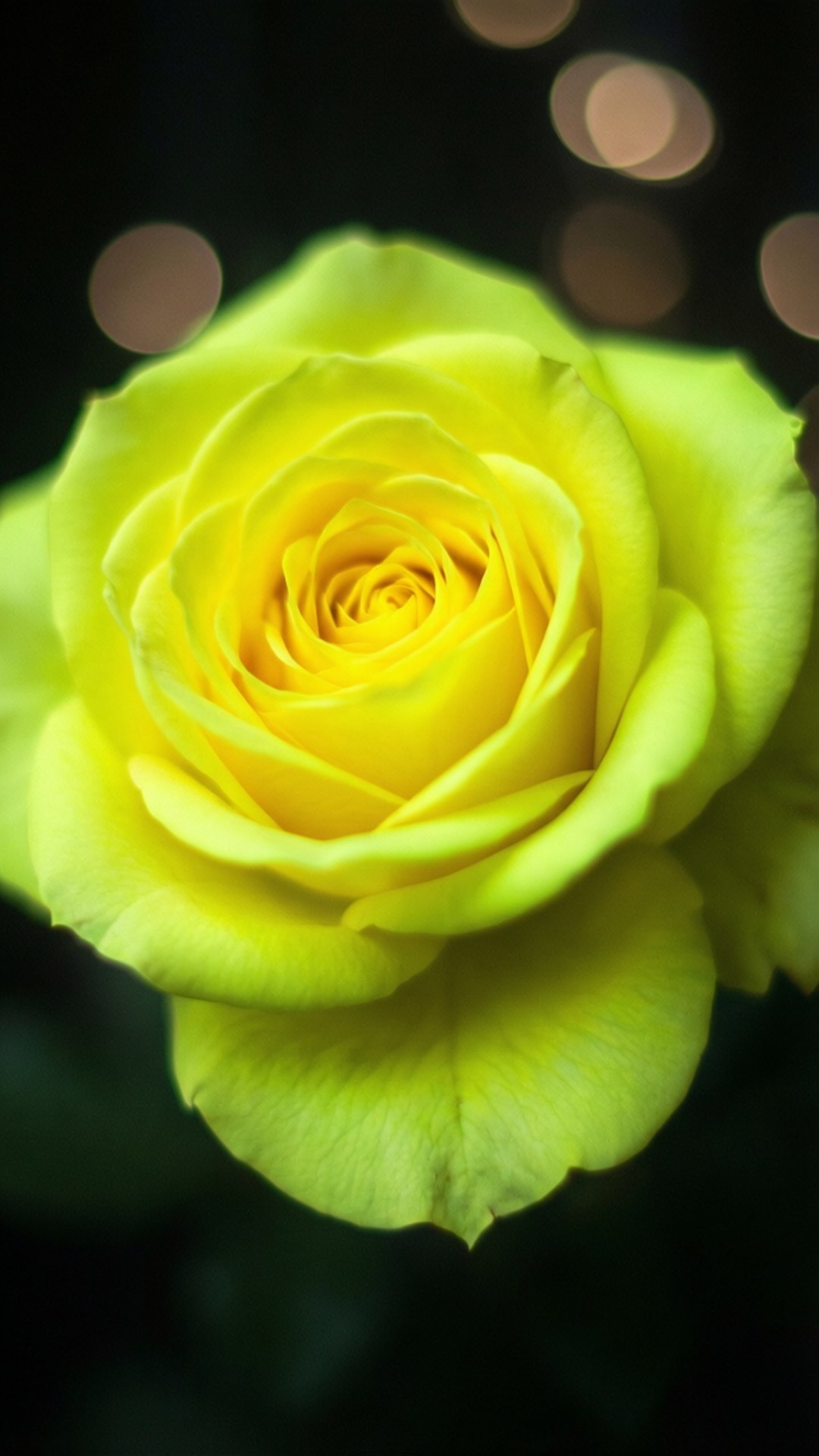 Kumikinang na Neon Yellow na Rosas Wallpaper