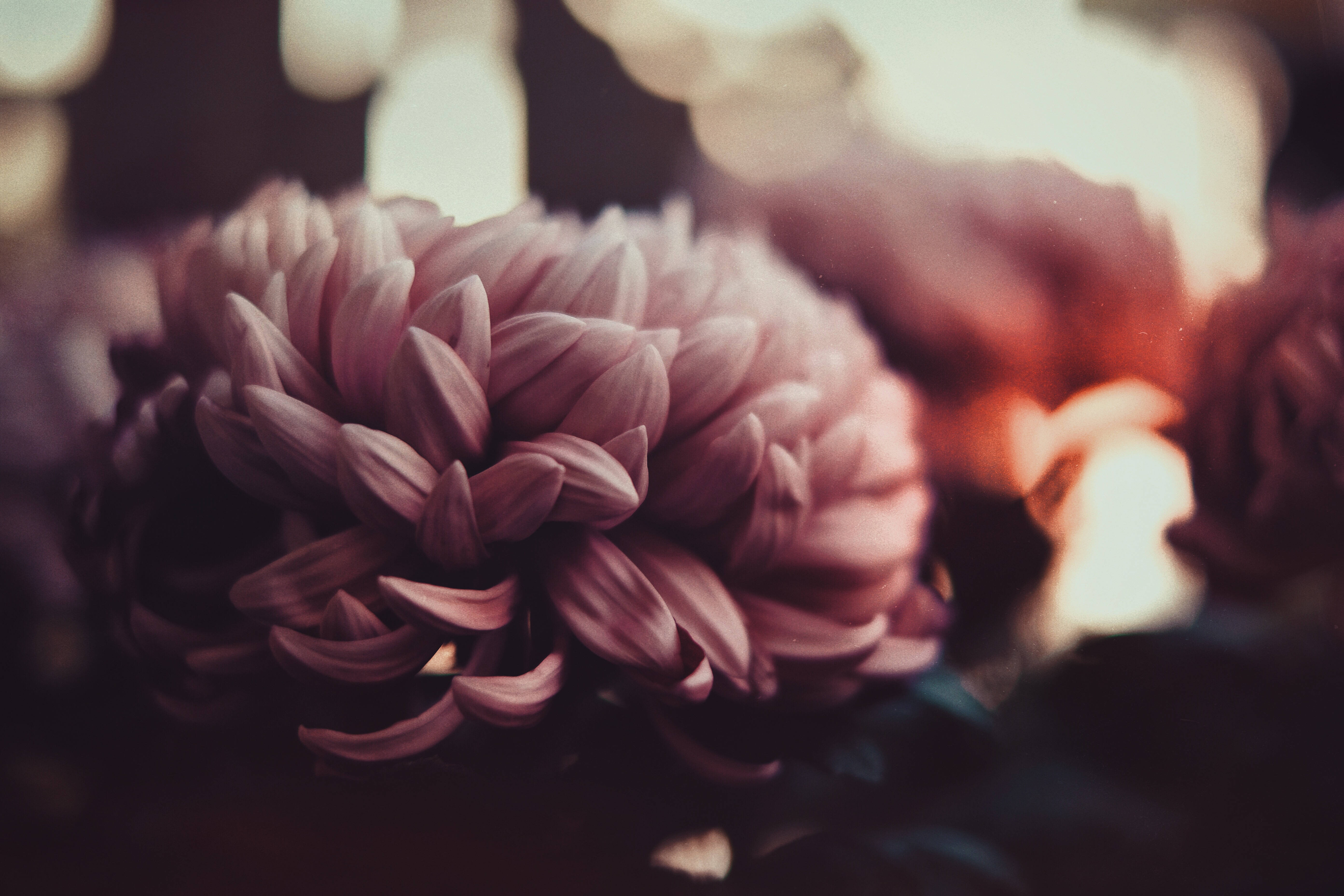 Kumpol ng Maitim na Rosas na Bulaklak Wallpaper