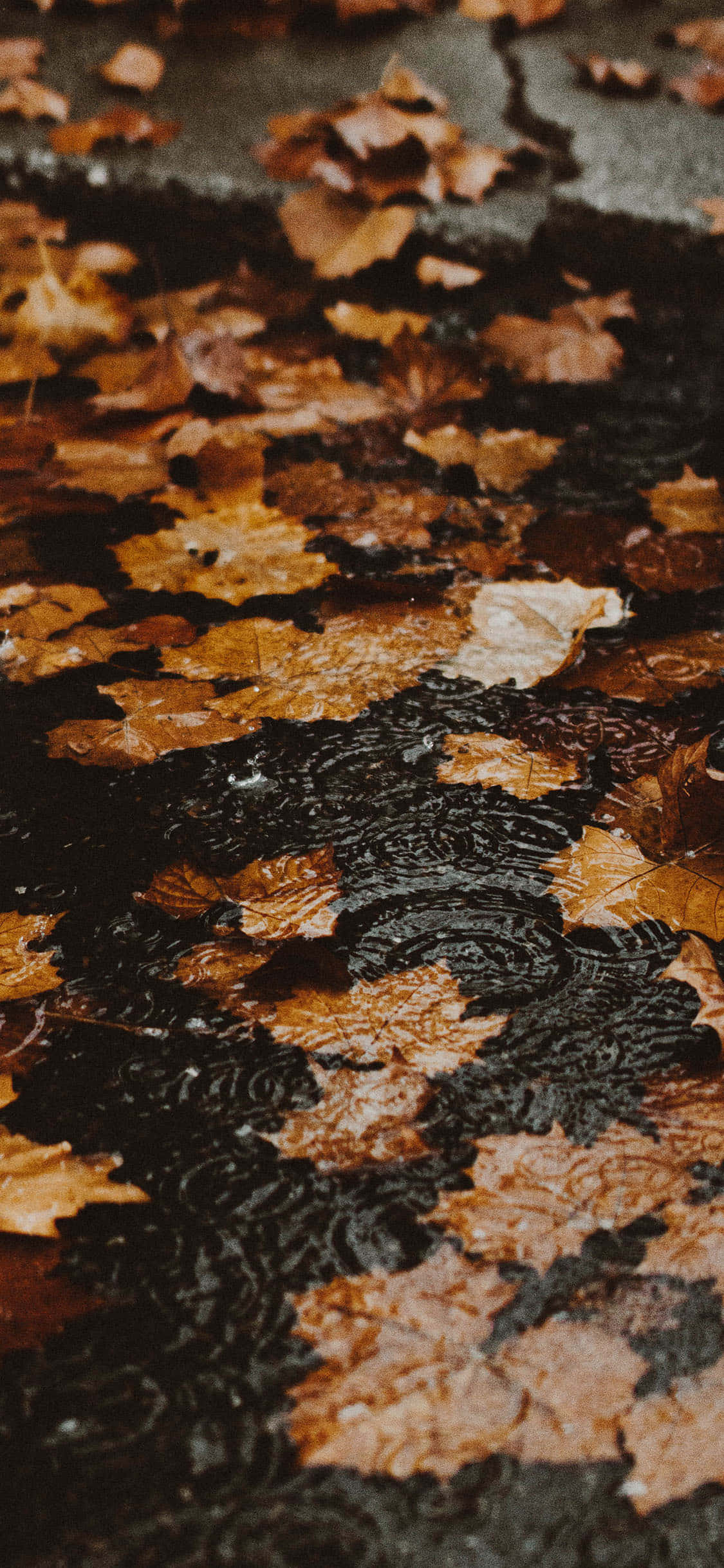 Kumuha ng nakamamanghang mga larawan gamit ang bagong Fall iPhone Wallpaper