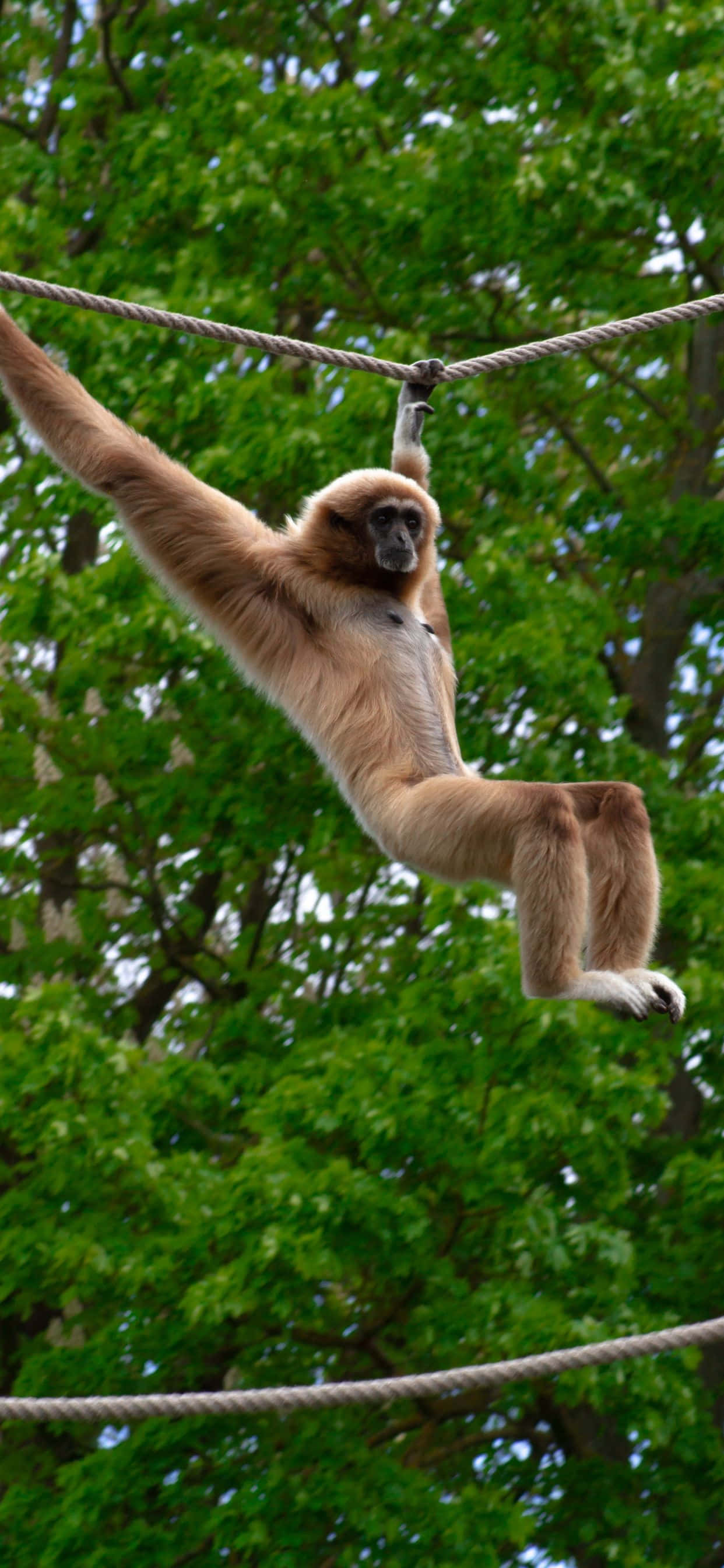 Kunin ang bagong iPhone Xs Max Gibbon at sumali sa kinabukasan ng teknolohiya. Wallpaper