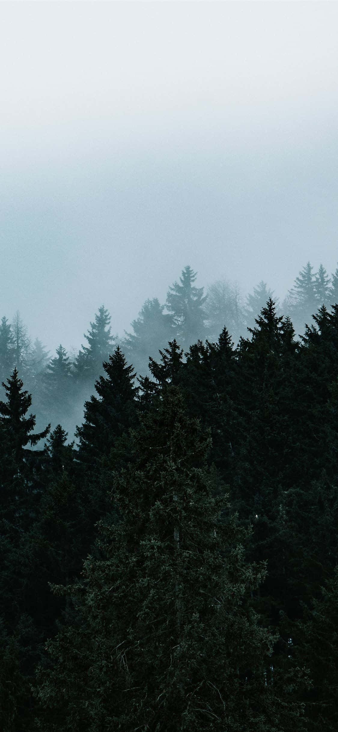 Kunin ang Epikong Kagandahan ng mga Puno kasama ang iPhone Wallpaper