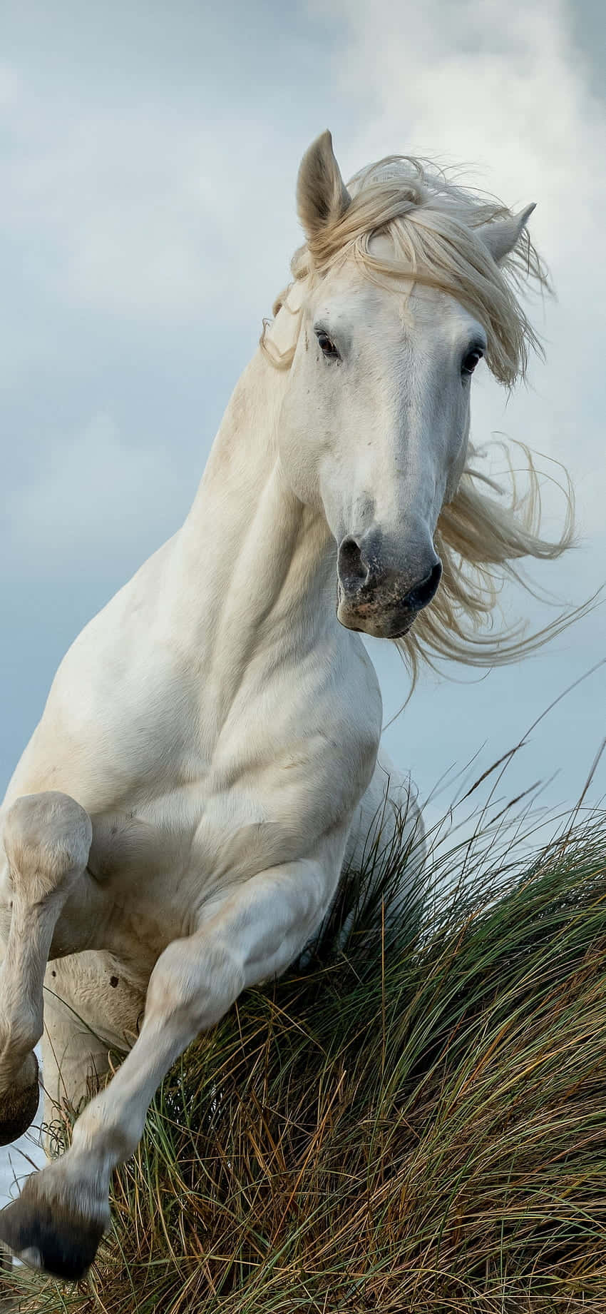 Kunin ang Lakas at Ganda kasama ang Beautiful Horse iPhone Wallpaper