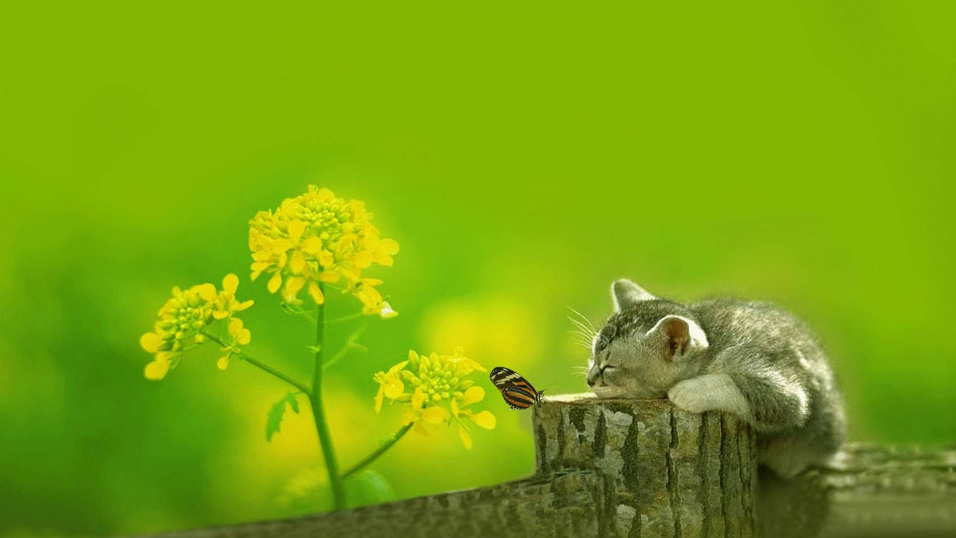 Kuting na Natutulog sa Tagsibol na Kaakit-akitan Wallpaper