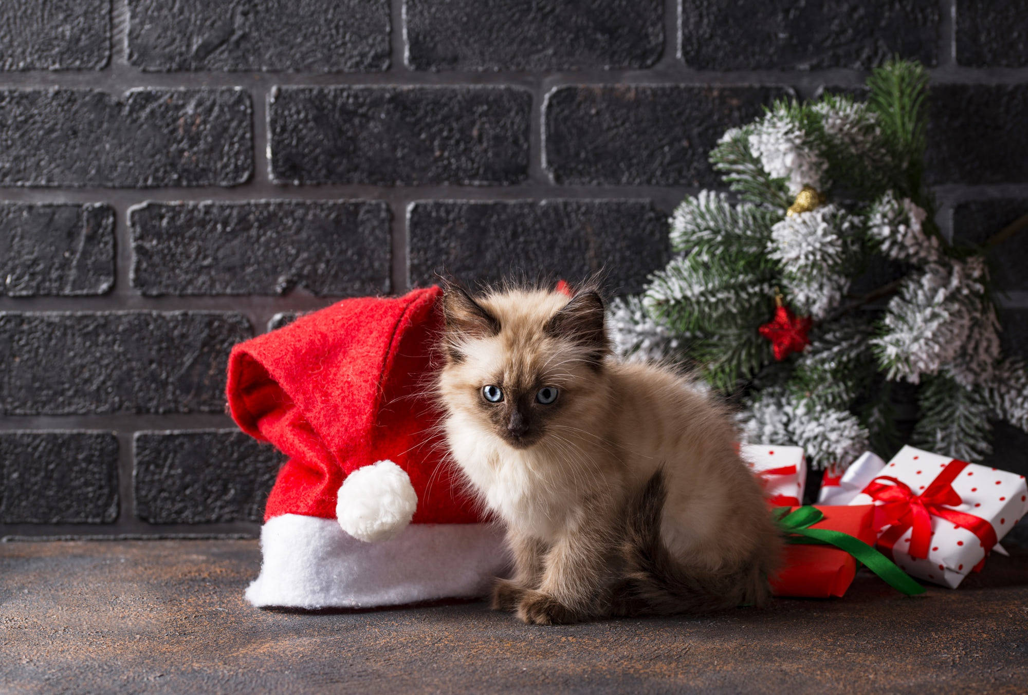 Kuting na Siamese na may Regalong Pamasko Wallpaper