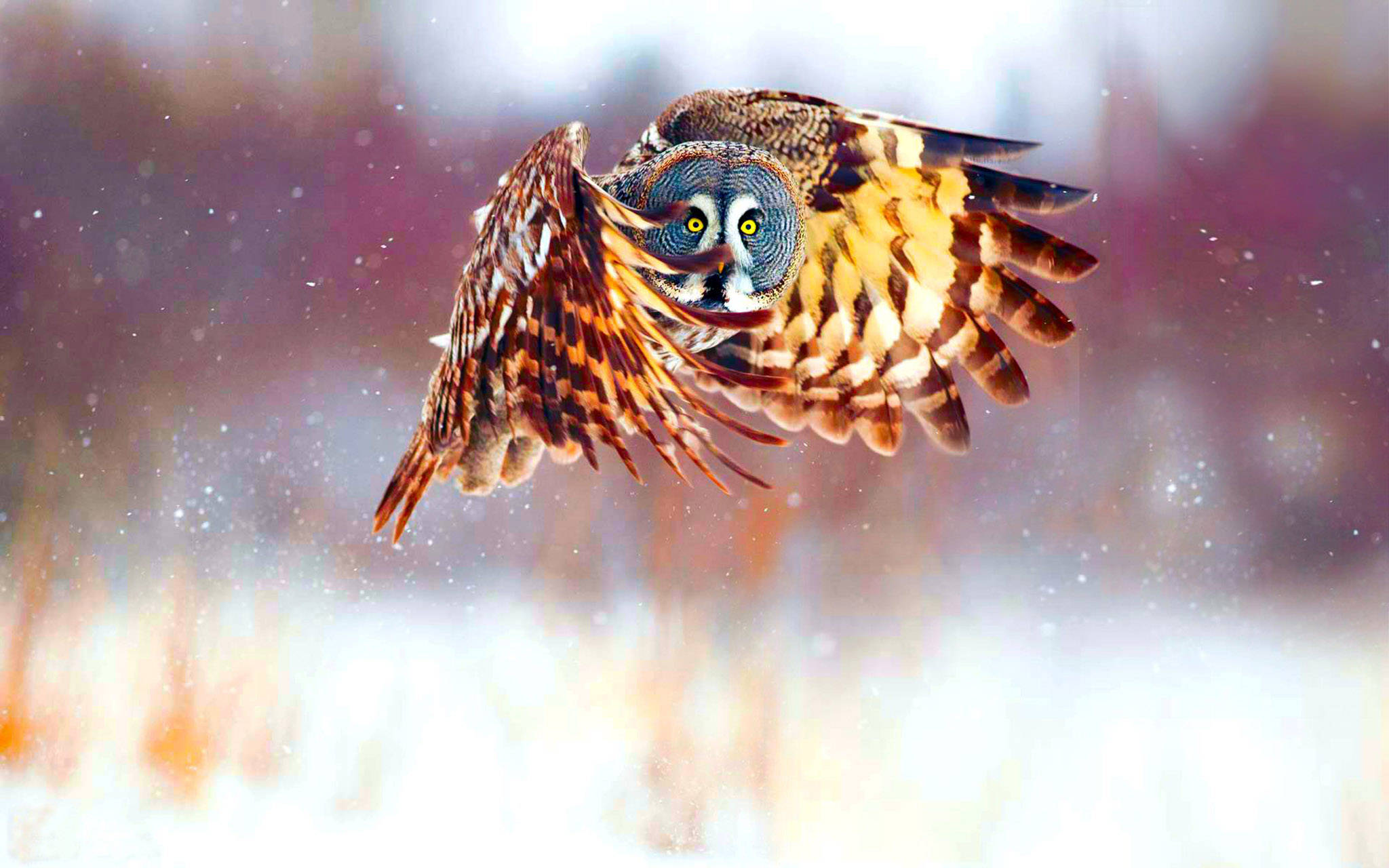 Kuwago na Lumilipad Wallpaper