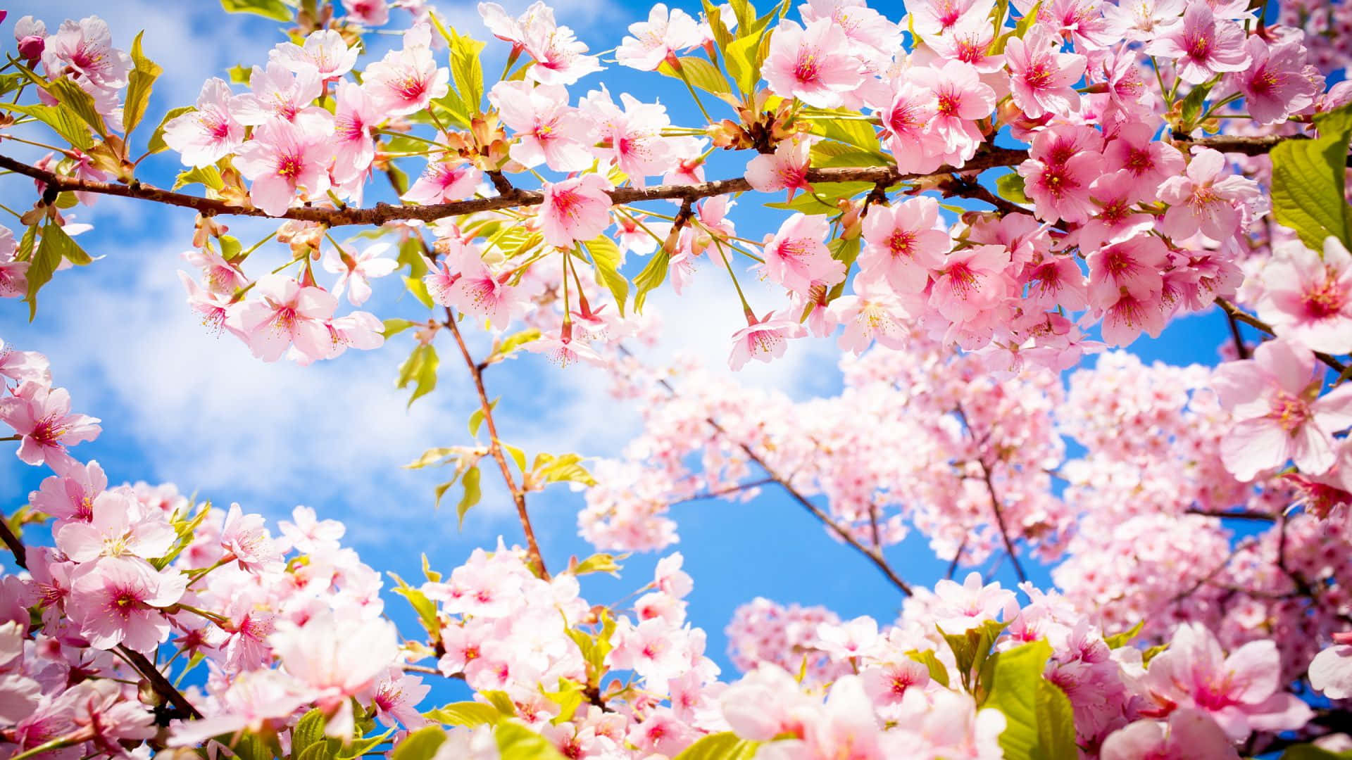 Langgam ng Cherry Blossom sa Asul na Langit Wallpaper