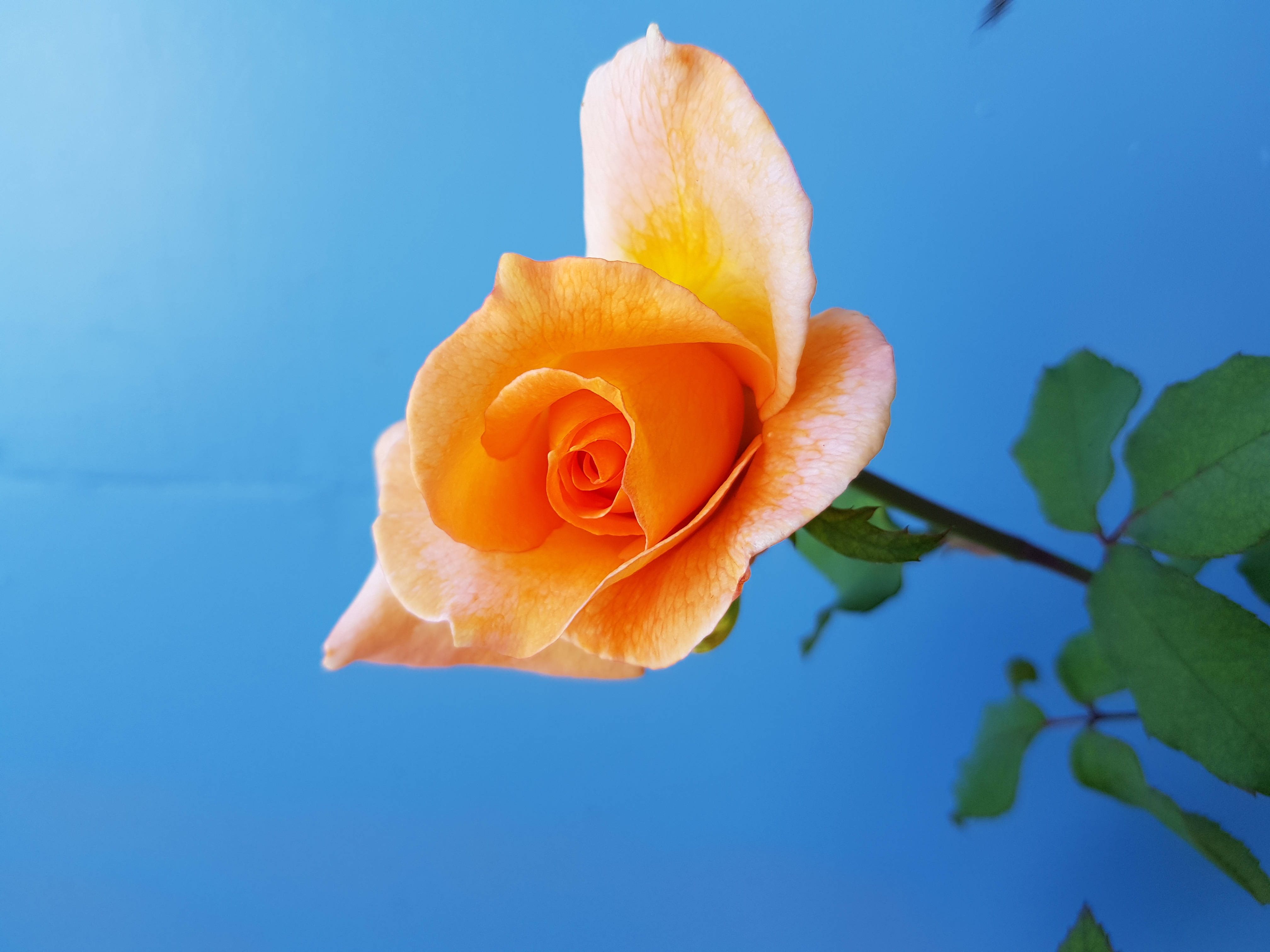 Langit at Dilaw na Rosas Wallpaper
