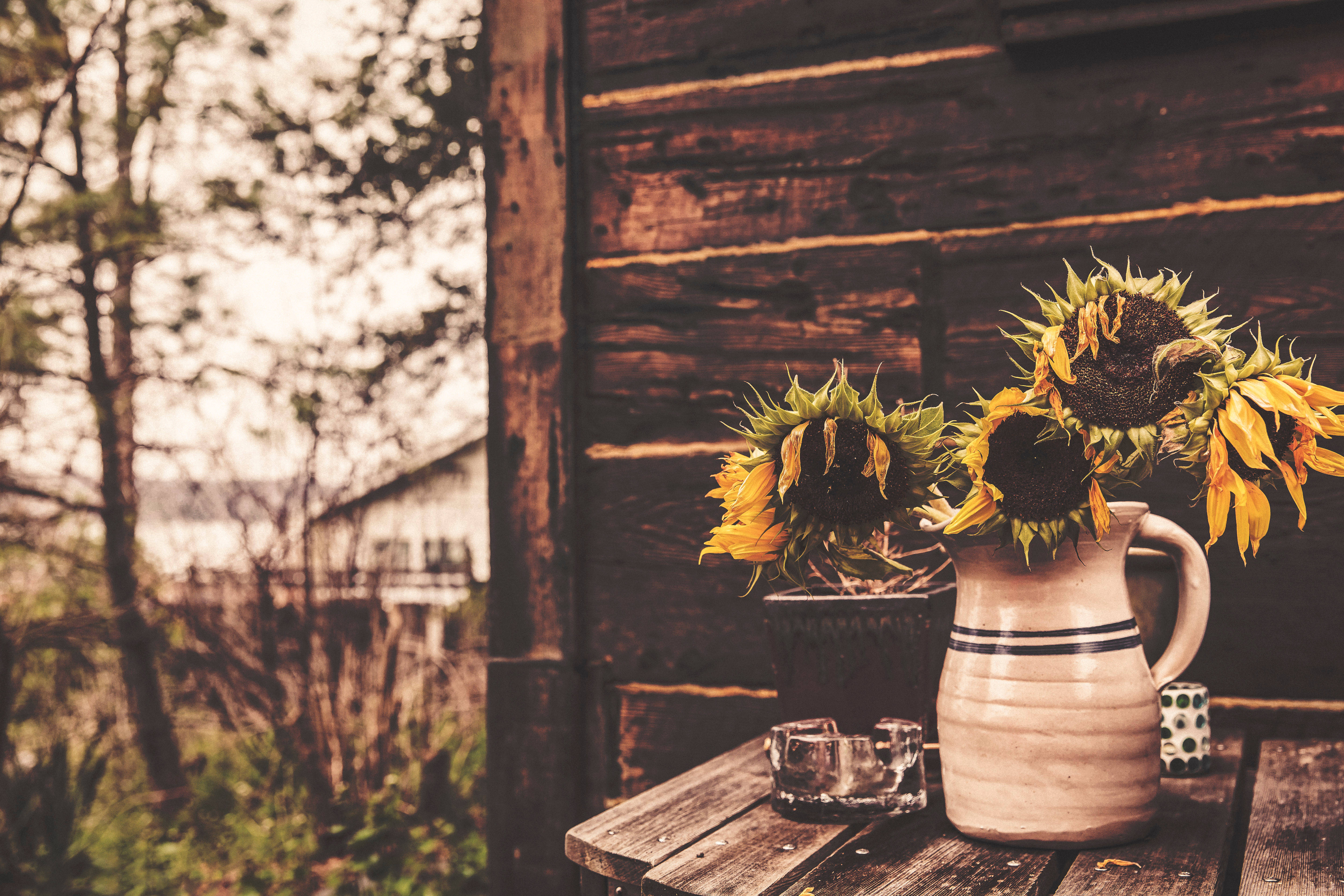 Lantang mga Sunflower na Maningning Wallpaper