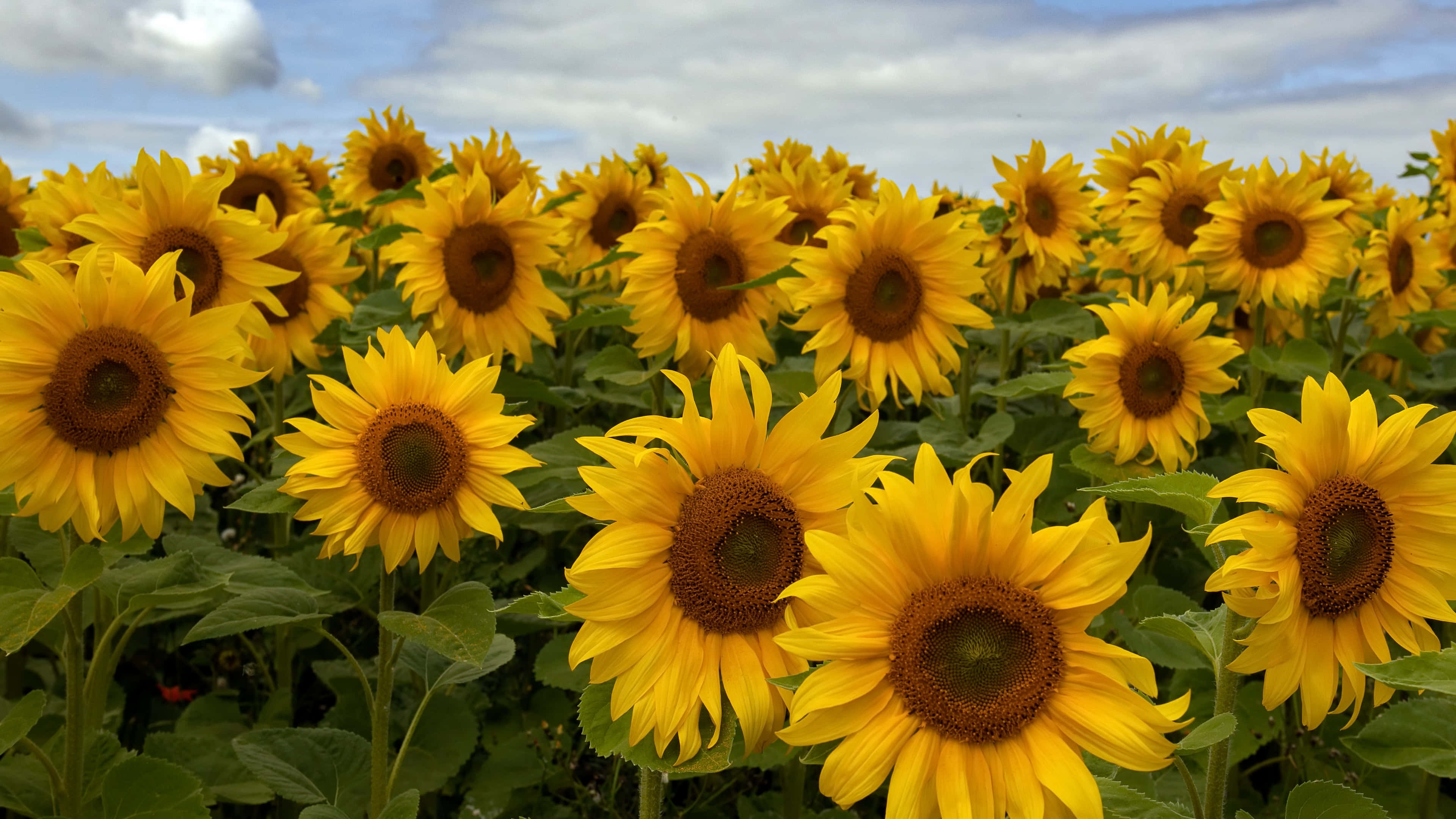 Larangan ng mga Sunflower 4K Bulaklak Background Wallpaper