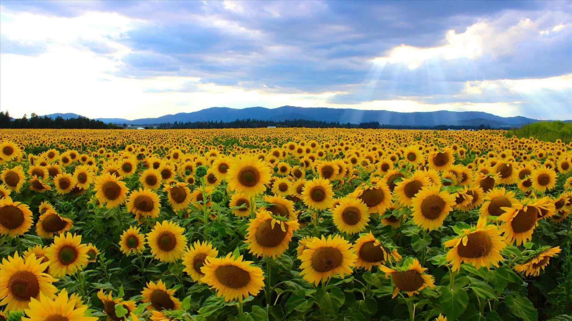 Larangan ng mga Sunflower na may Dilaw na Background Wallpaper