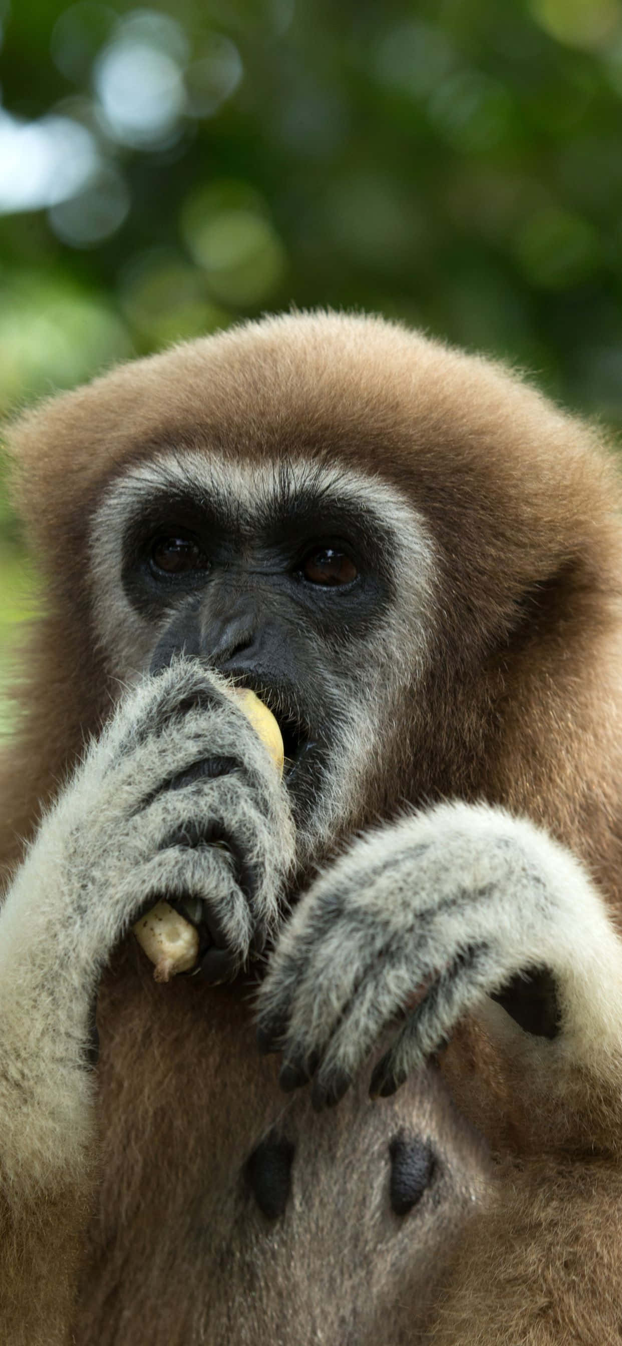 Larawan Gibbon na nagpapahinga sa isang Apple iPhone Xs Max Wallpaper