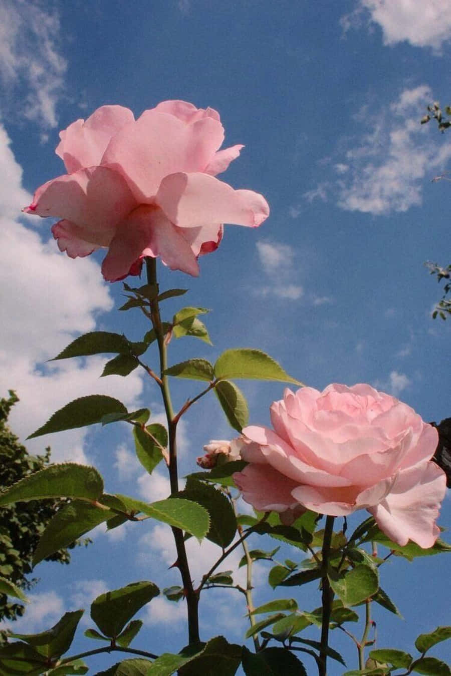 Larawan Isang Aestetik na Rosas na Bulaklak Wallpaper