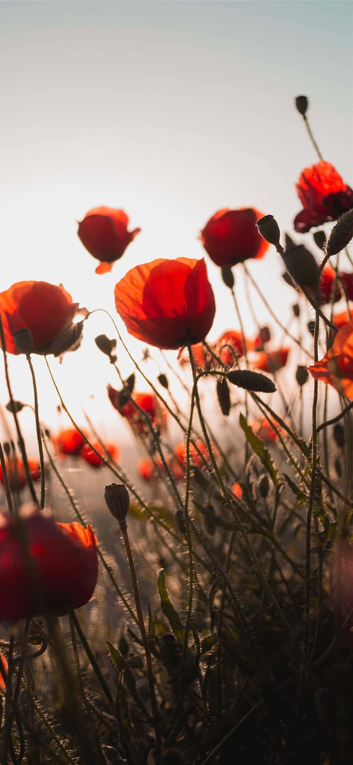 Larawan “Isang Magandang Pulang Bulaklak Nagpapakita ang Aesthetic ng Kalikasan sa Buong Pamumulaklak” Wallpaper