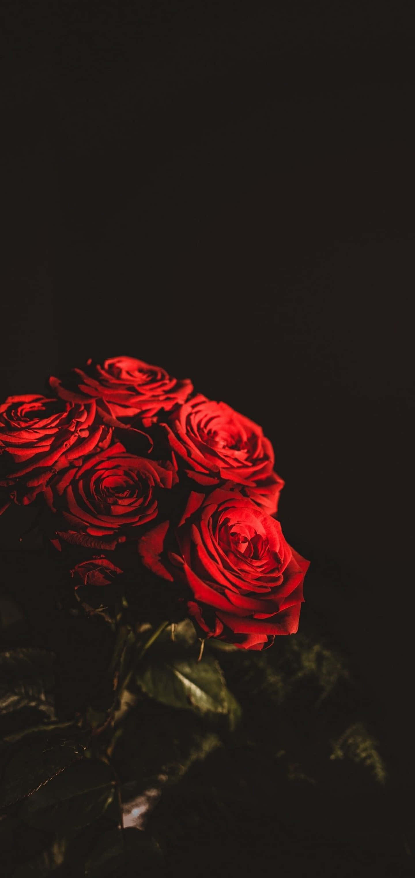 Larawan Makulay na Pulang Bulaklak na Namumulaklak sa Araw Wallpaper