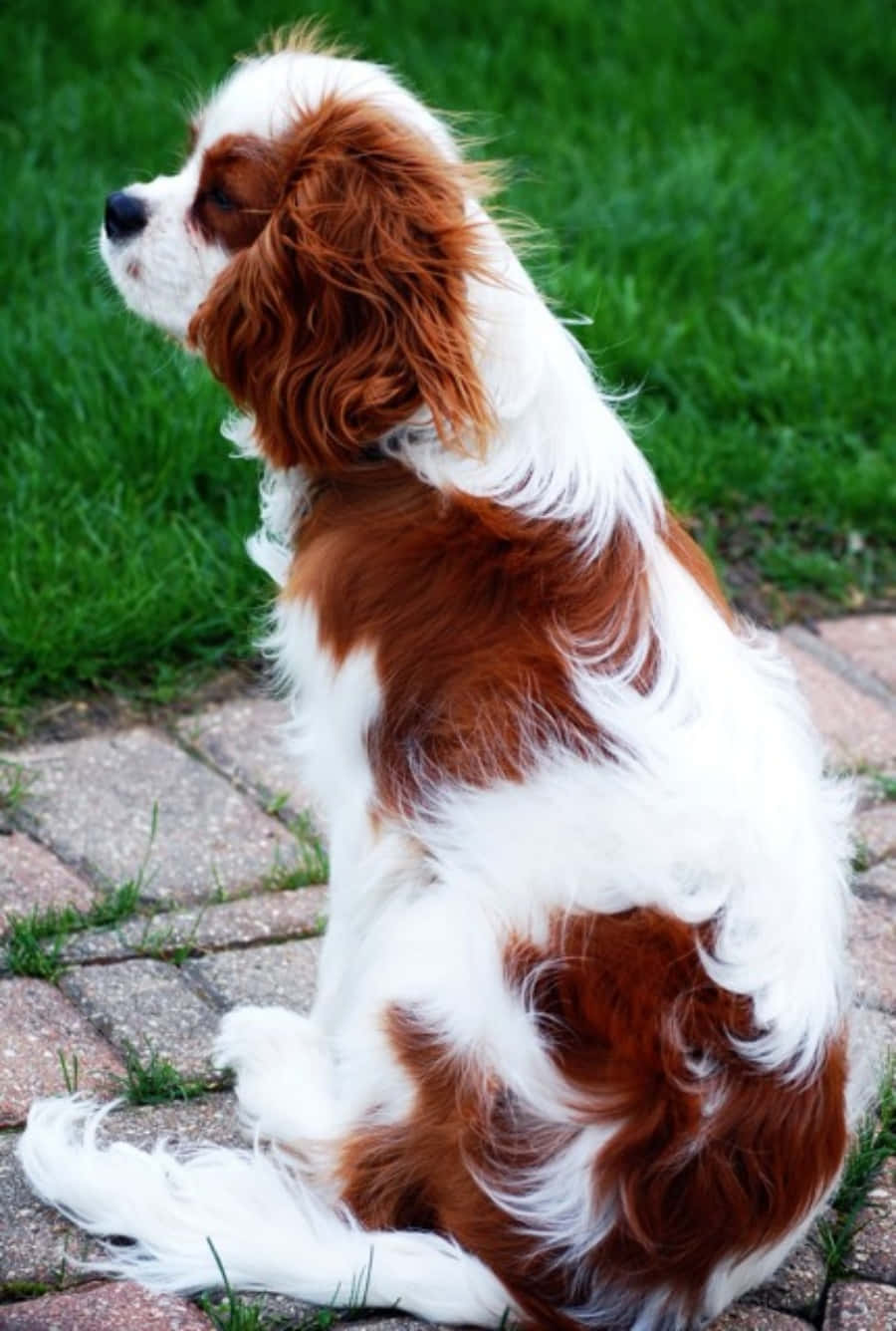 Larawan ng Asong Cavalier King Charles Spaniel Wallpaper