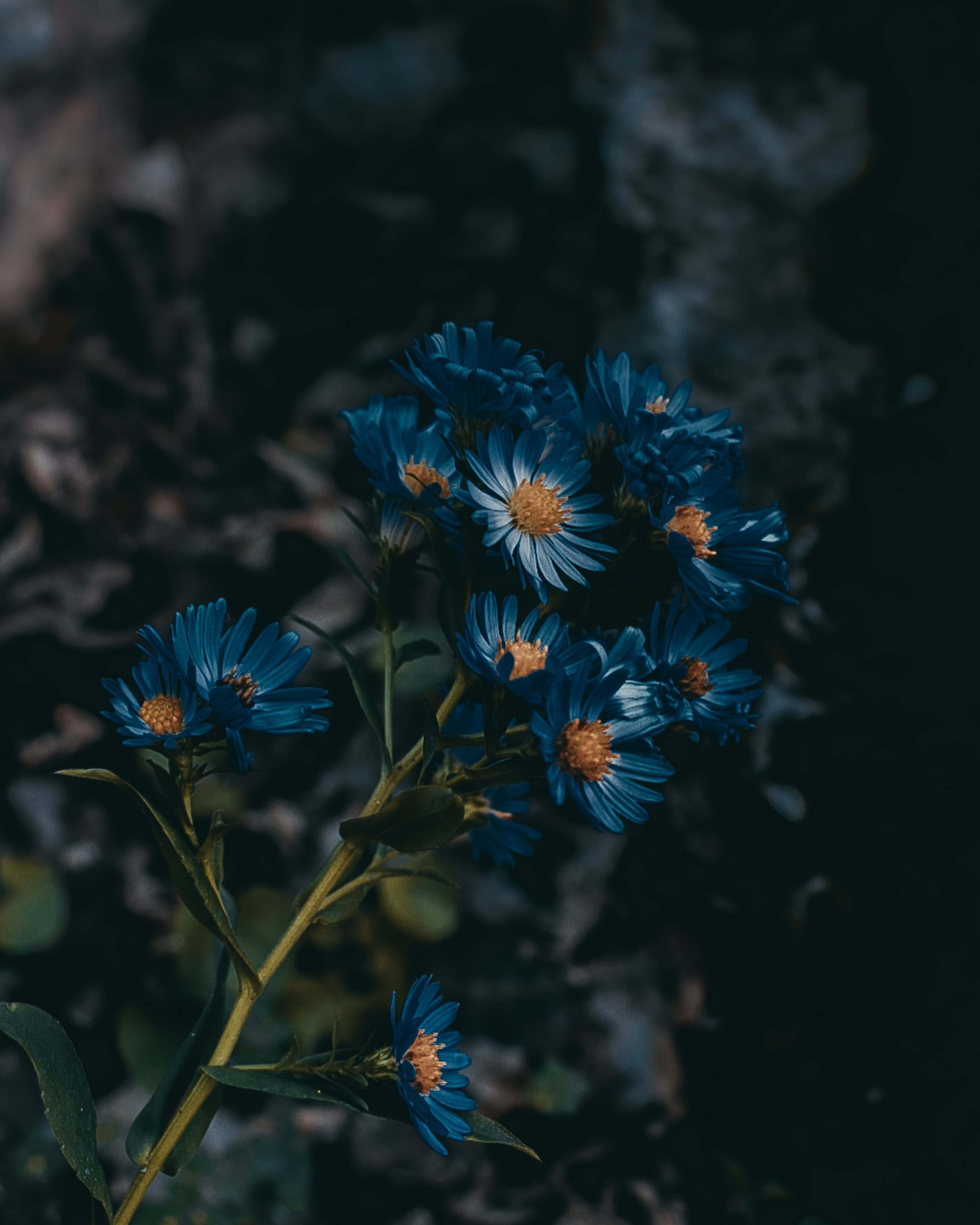 Larawan ng Asul na Bulaklak na European Michaelmas-daisy Wallpaper