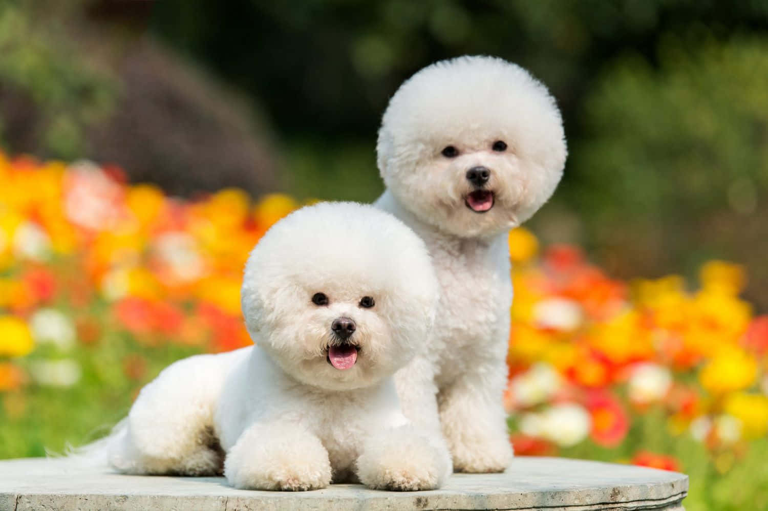 Larawan ng Bichon Frise na Maliit na Aso Wallpaper