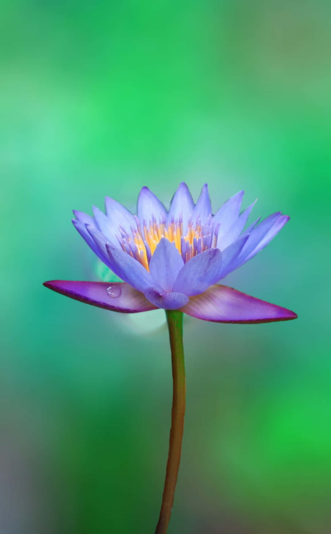 Larawan ng Bulaklak iPhone Posterazzi Litrato ng Lotus Wallpaper
