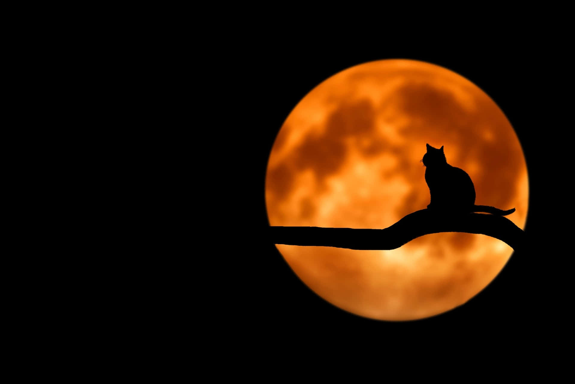 Larawan ng Buwan at Pusa Wallpaper
