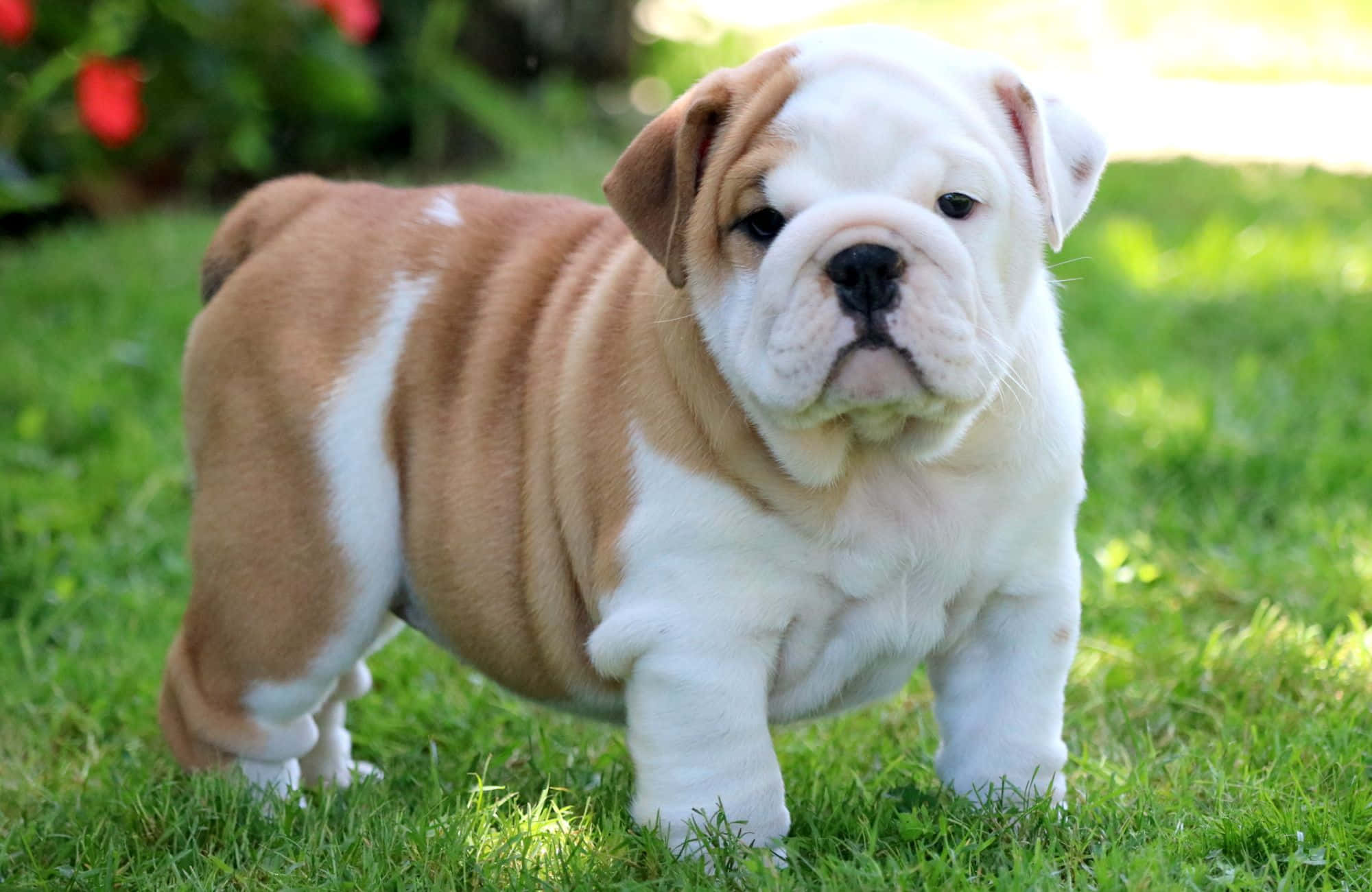 Larawan ng Chubby at Kaakit-akit na Tuta ng Bulldog Wallpaper