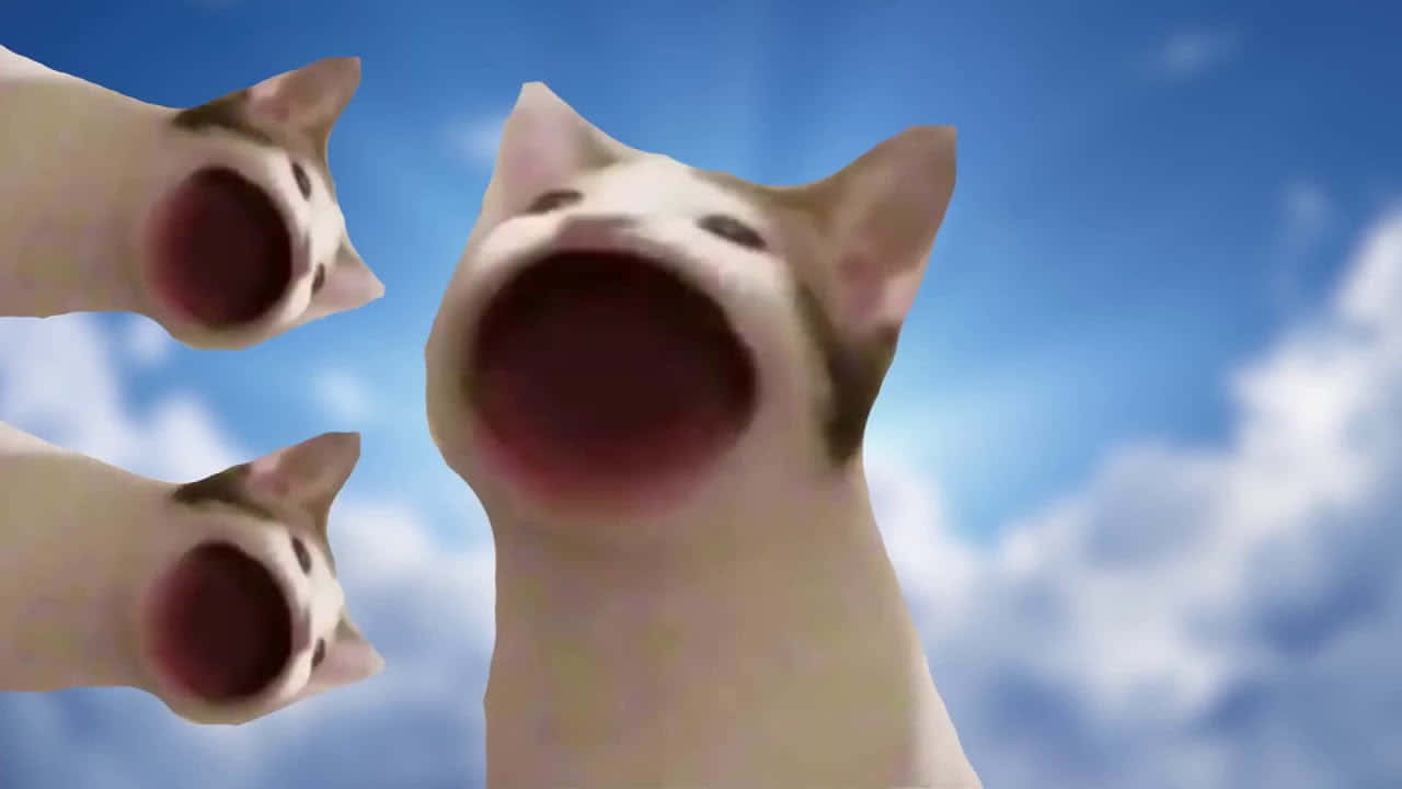 Larawan ng Cursed Pop Cat Meme Wallpaper