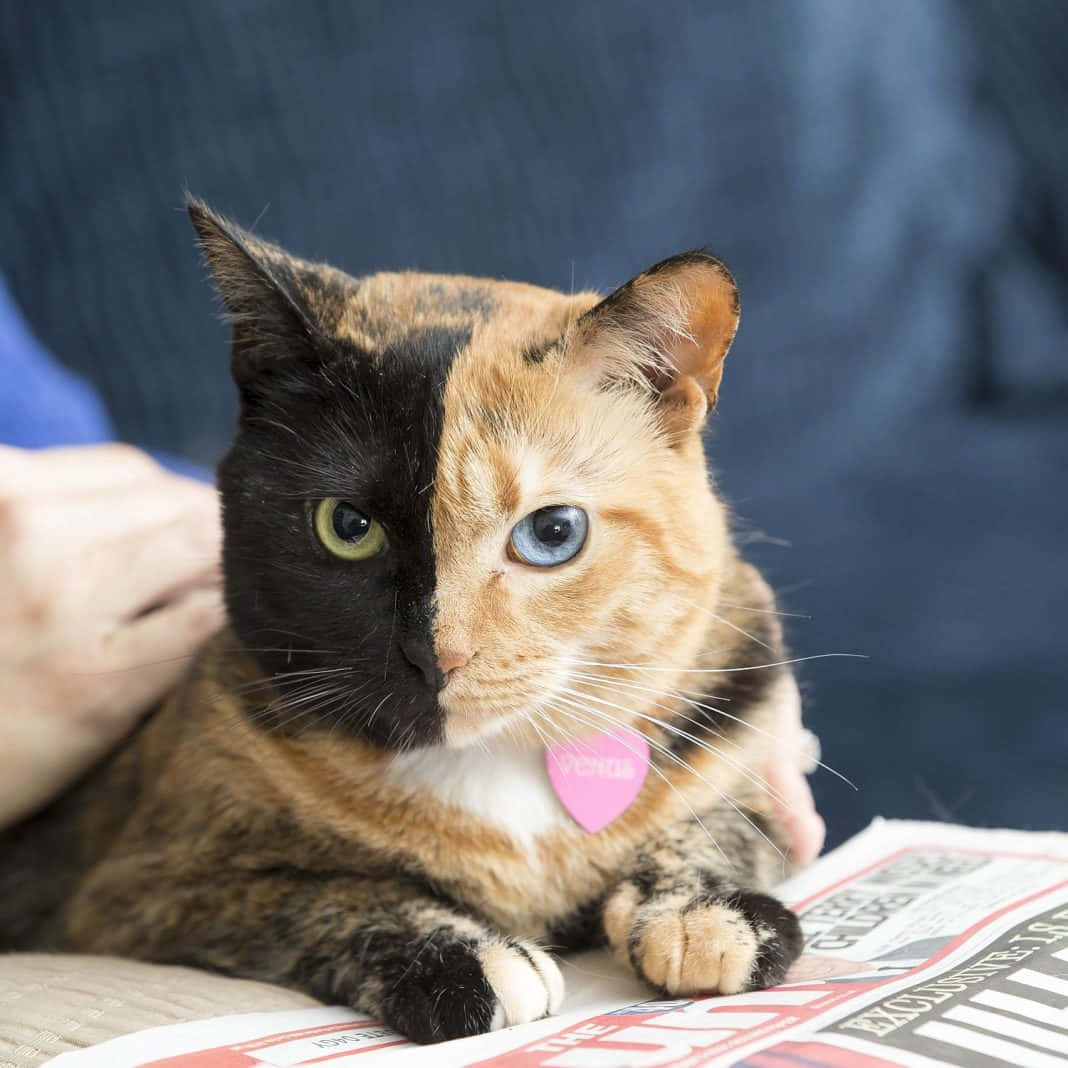 Larawan ng Cute na Tortoiseshell na Pusa Wallpaper