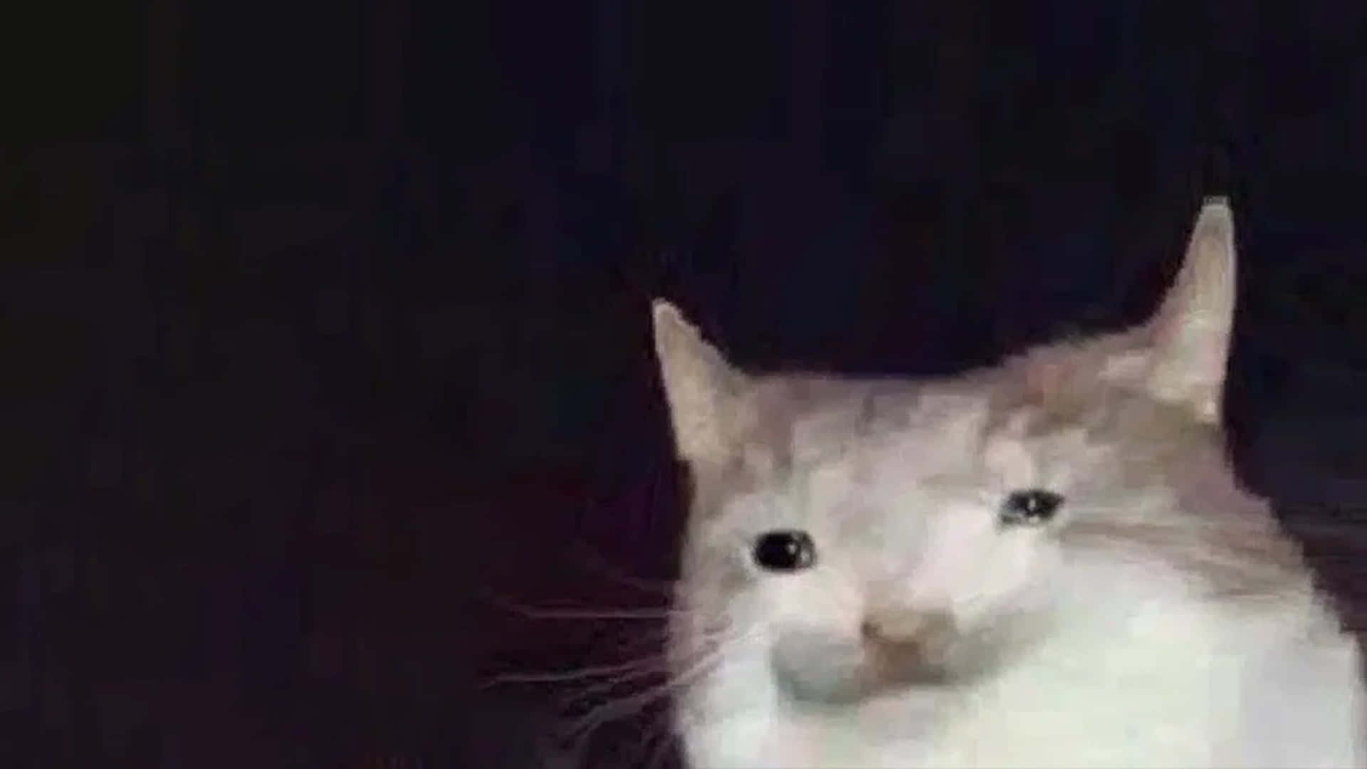 Larawan ng Deformed na Pusa na Meme Wallpaper