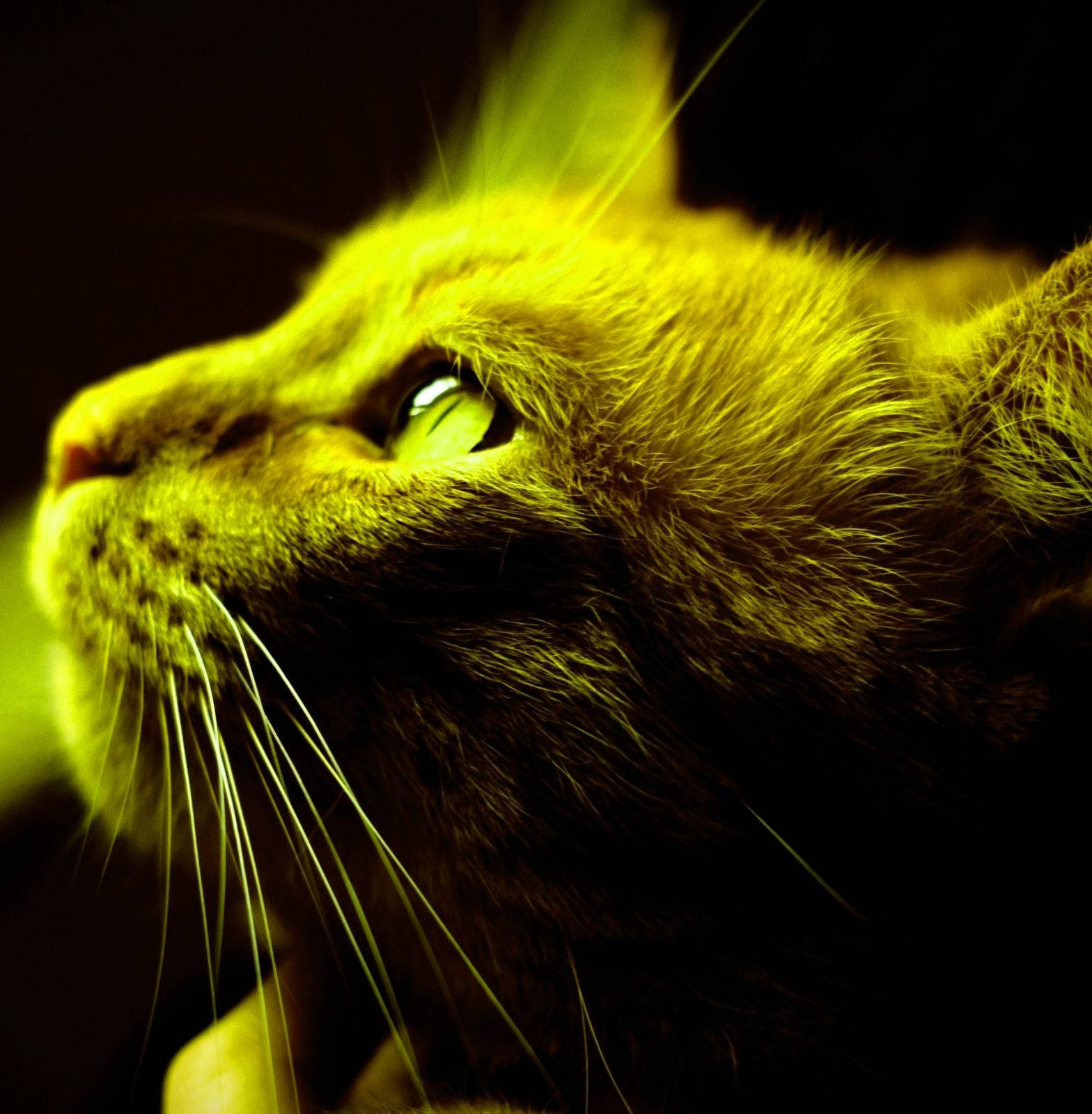 Larawan ng Dilaw na Pusa para sa Profile Wallpaper