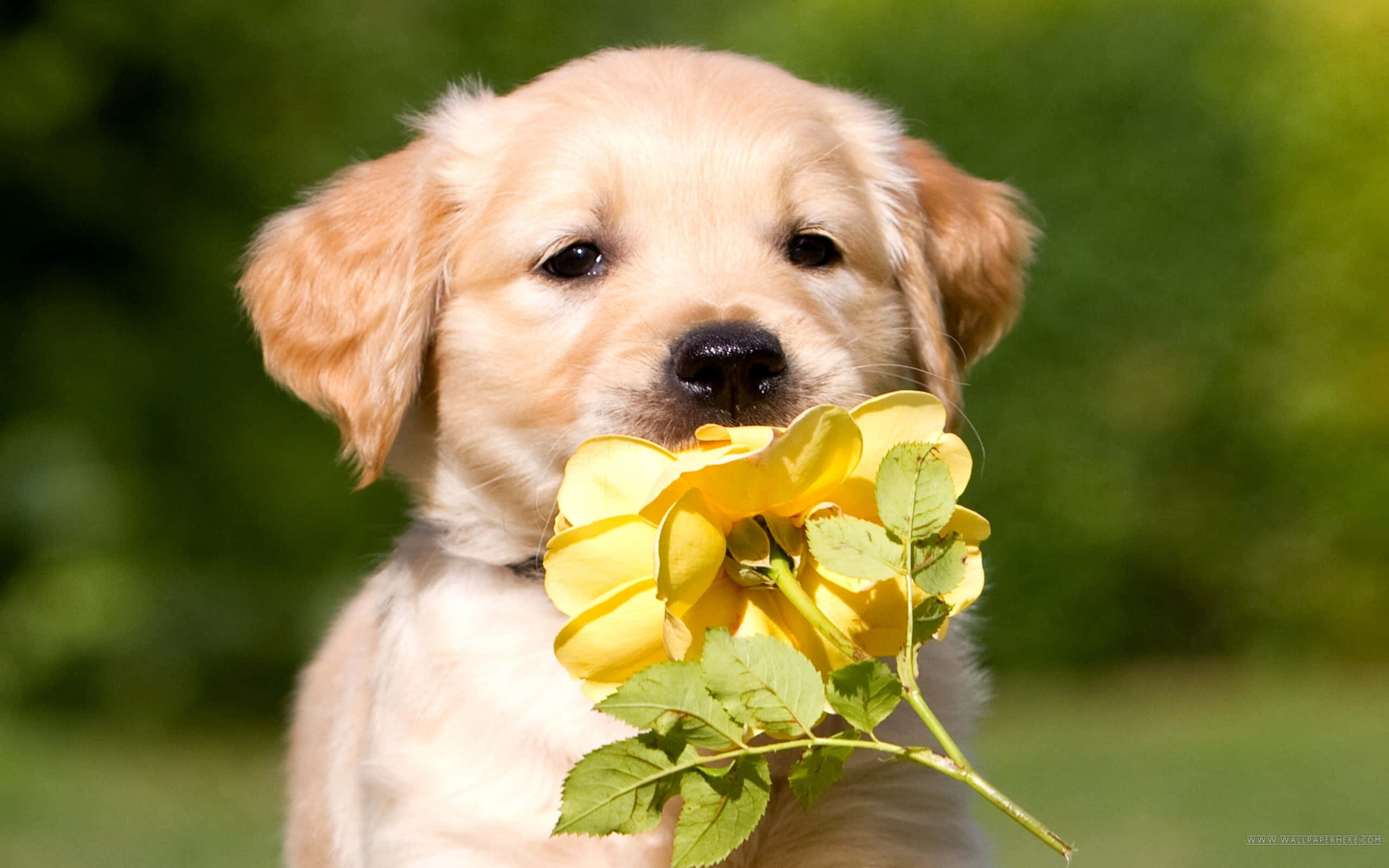 Larawan ng Golden Retriever Puppy na may Bulaklak Wallpaper