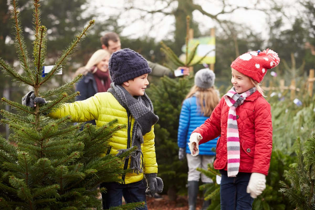 Larawan ng Greenwood Christmas Tree Farm Wallpaper