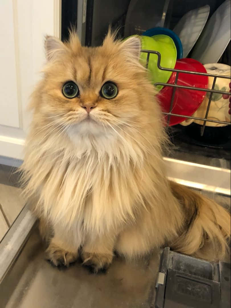 Larawan ng Inaalagang Persian na Pusa Wallpaper