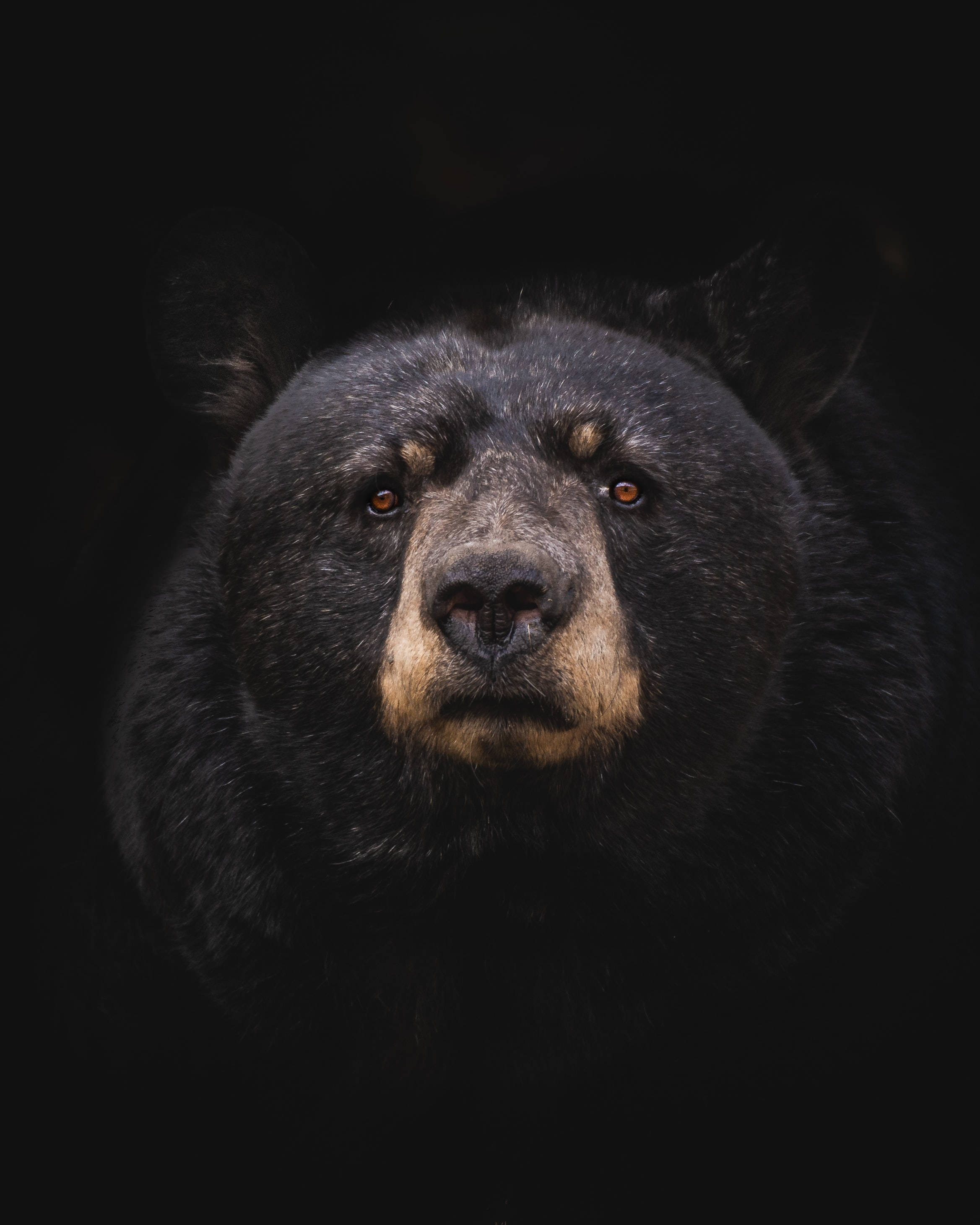 Larawan ng Itim na Oso para sa Cell Phone Wallpaper