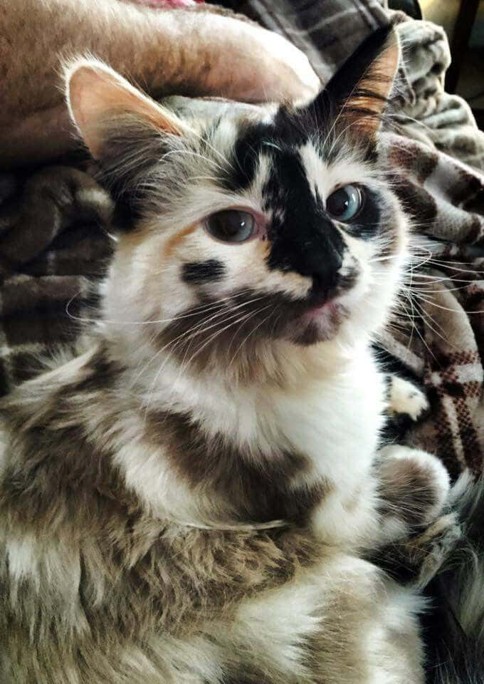 Larawan ng Magandang Pusang Calico Wallpaper