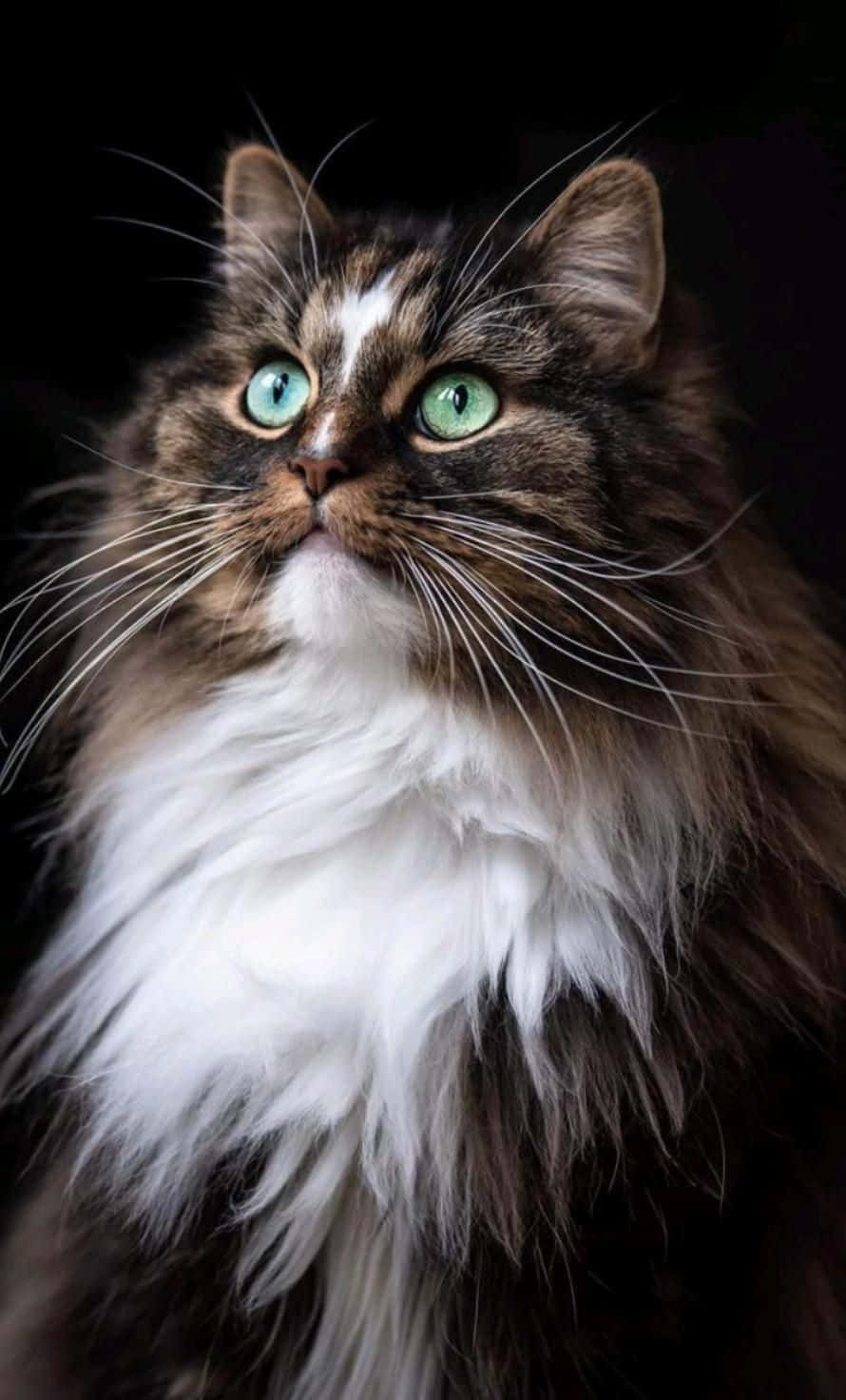 Larawan ng Magandang Matabang Pusa Wallpaper