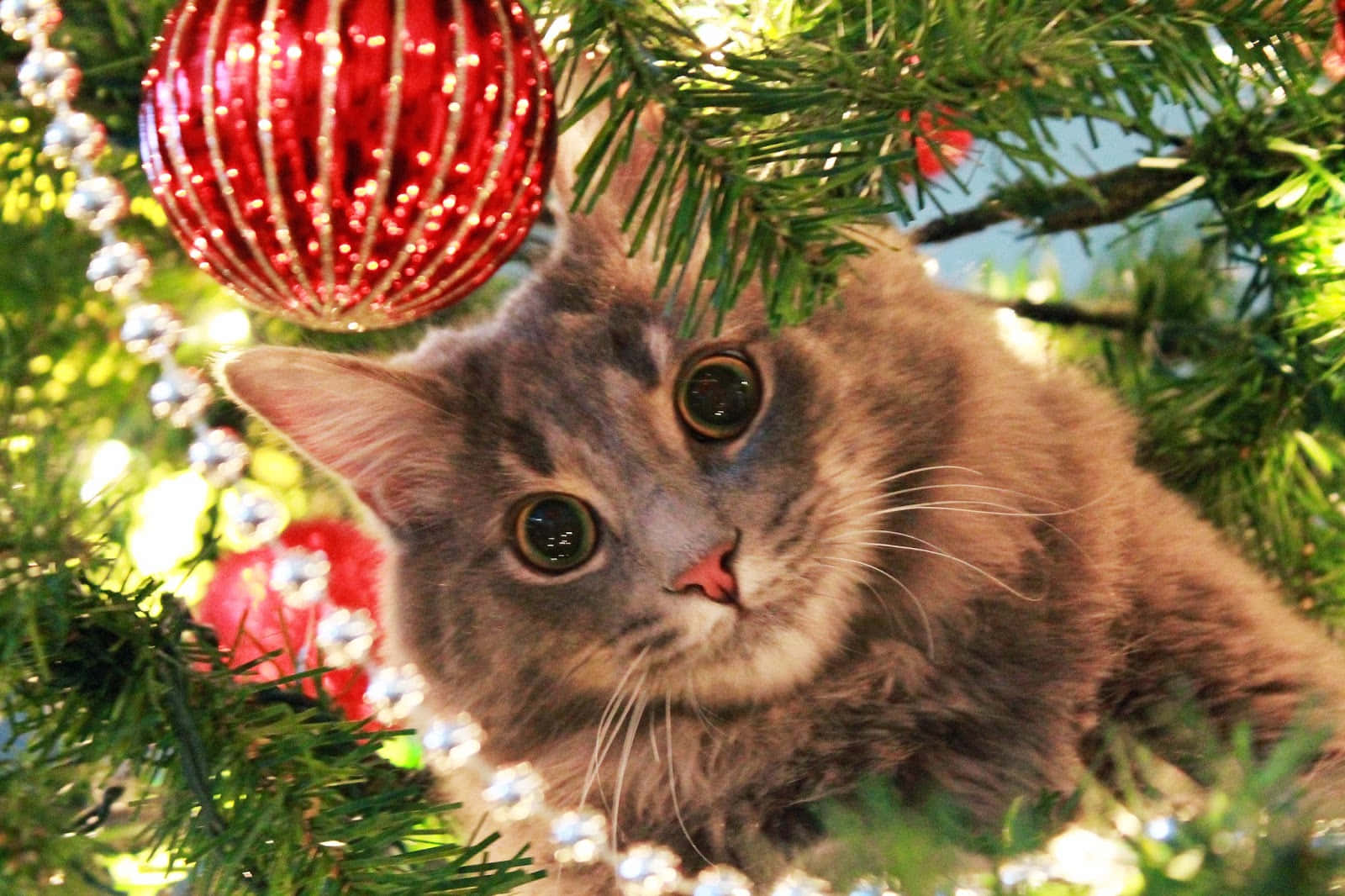 Larawan ng Malambot na Pusa sa Pasko Wallpaper