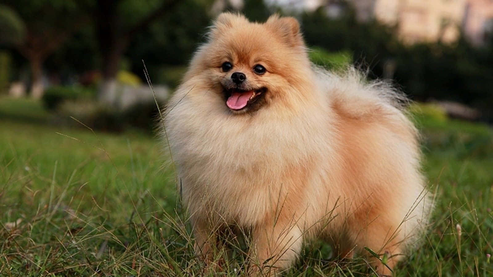 Larawan ng Masayang Pomeranian Puppy na Naglalaro Wallpaper