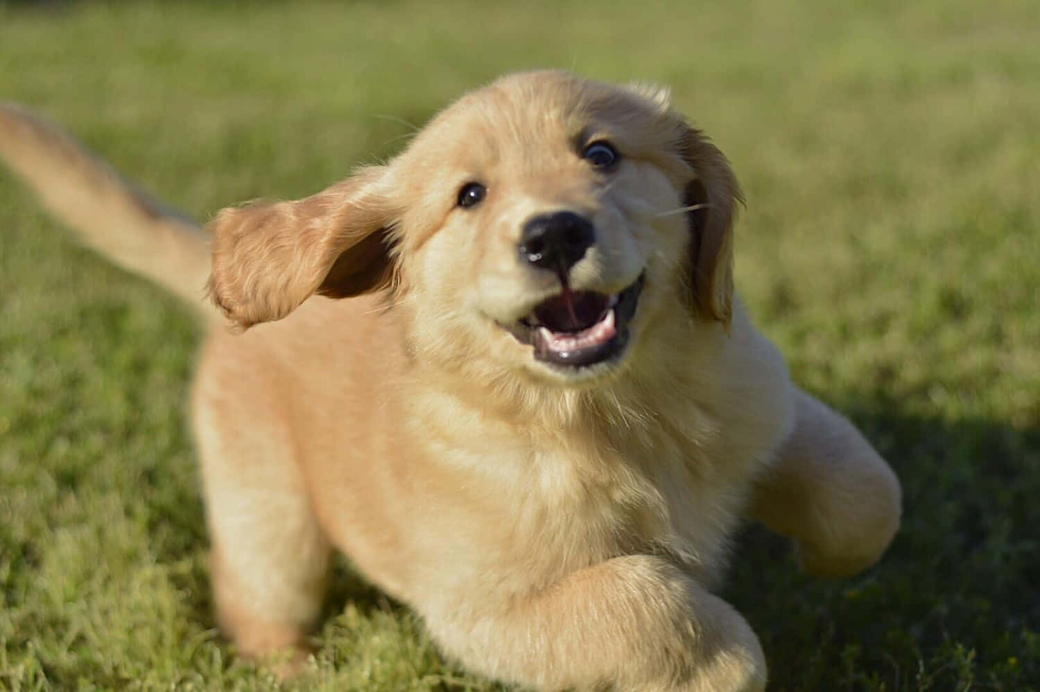 Larawan ng Masayang Golden Retriever Puppy na Naglalaro Wallpaper
