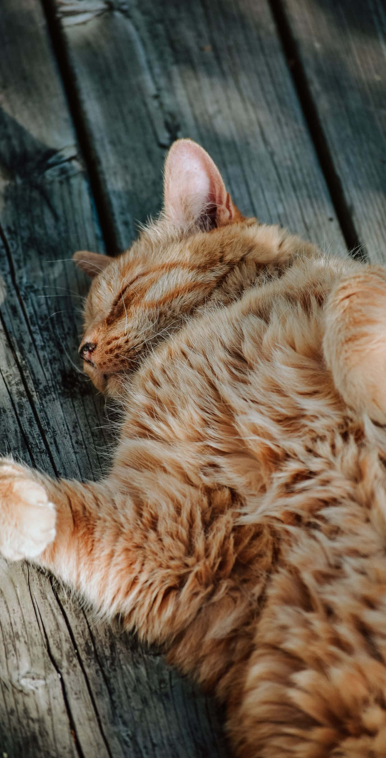 Larawan ng Matapang na Pusa na Kulay Kahel Wallpaper