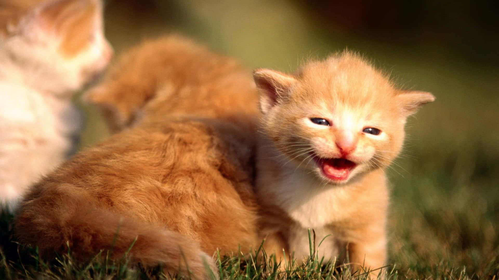 Larawan ng mga Batang Tabby na Pusa Wallpaper