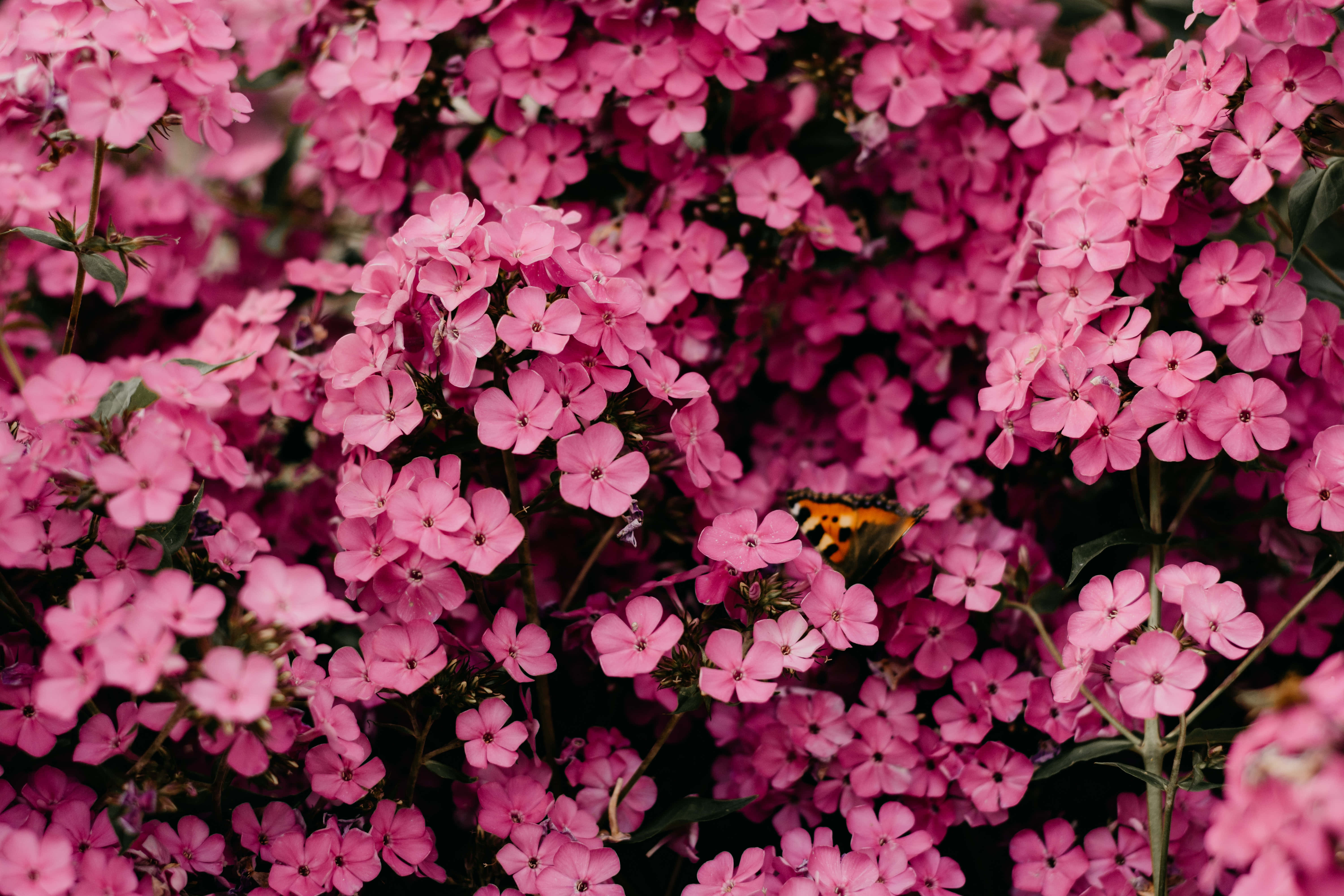 Larawan ng Mga Maliliit na Talulot na Rosas na Bulaklak Wallpaper