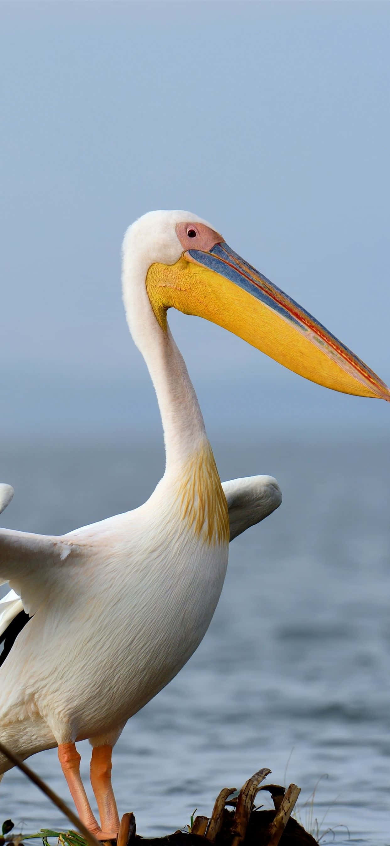 Larawan ng mga Pelicans malapit sa baybayin Wallpaper