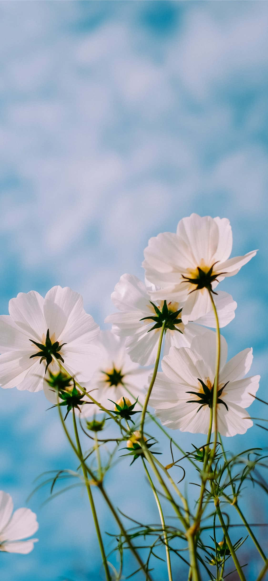 Larawan ng mga Wild Flowers at Garden Cosmos Wallpaper