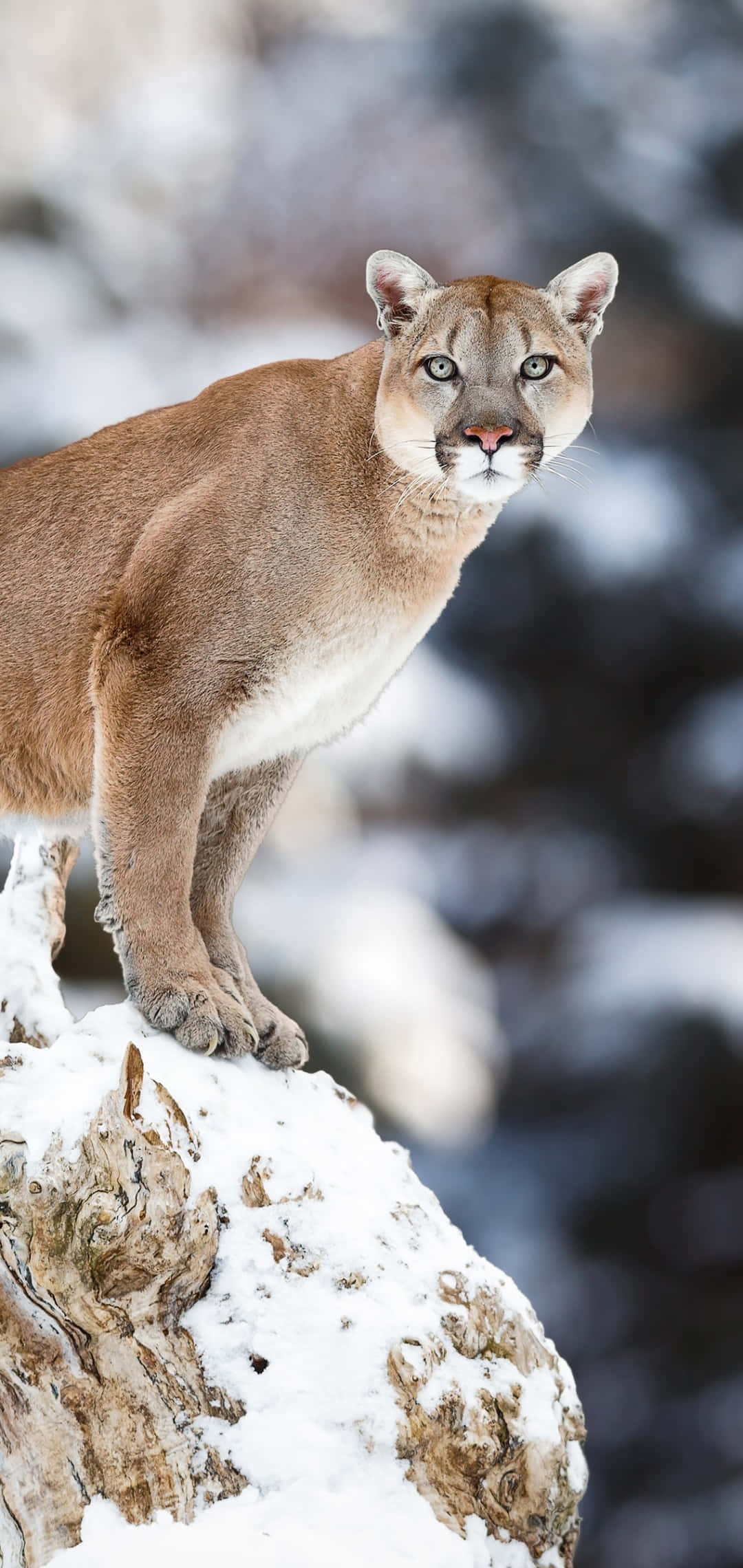 Larawan ng Mountain Lion sa Gilid ng Bangin Wallpaper