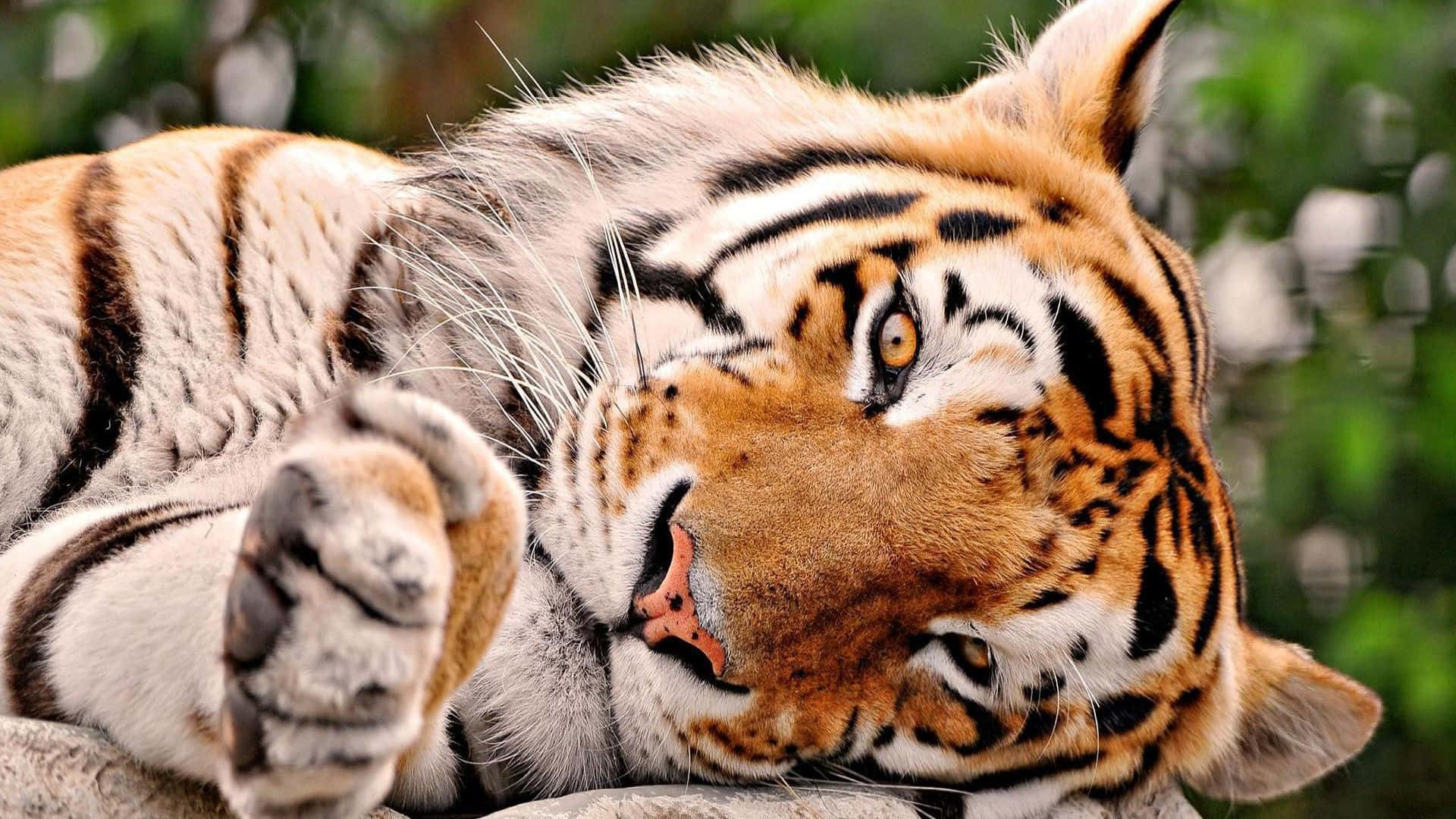 Larawan ng Mukhang Cute na Tigre na Inaantok Wallpaper
