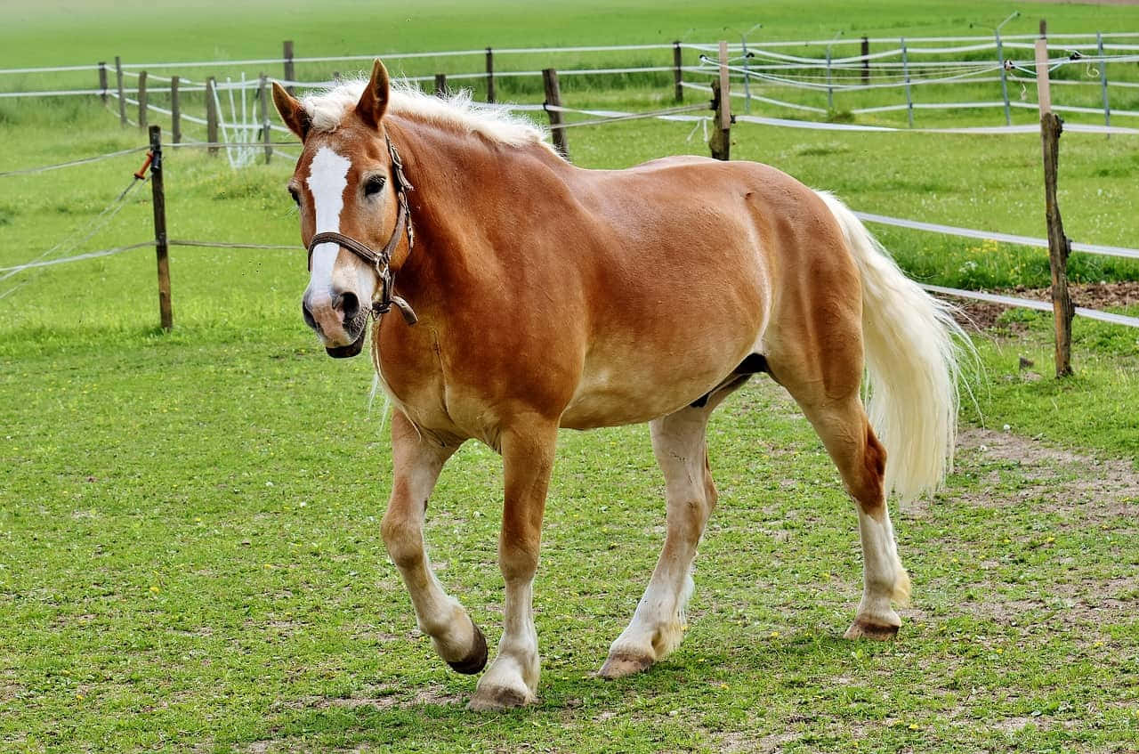 Larawan ng Palomino Horses Haflinger Breed na Tumatakbo Wallpaper